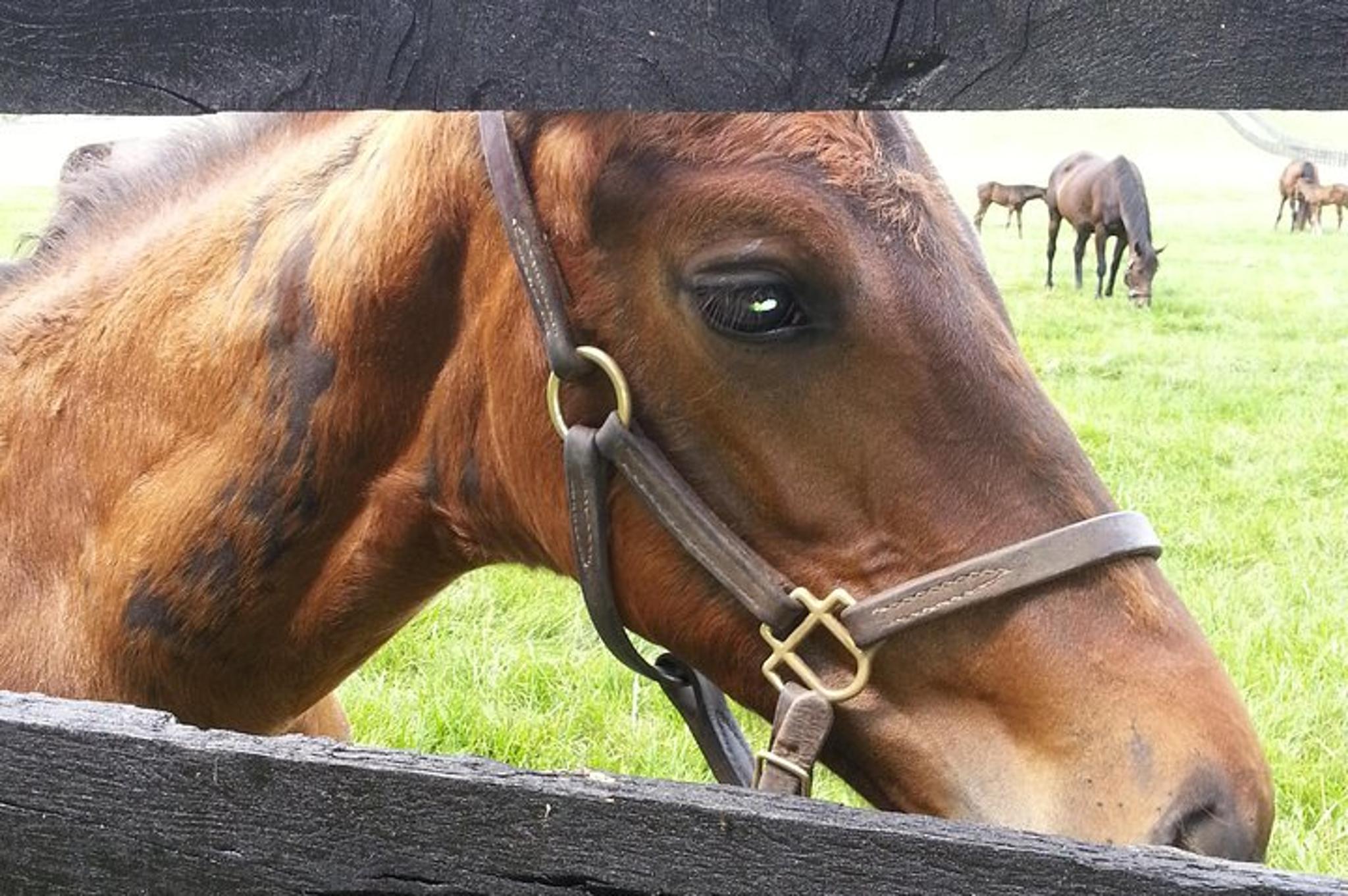 Lexington Triple Crown Experience - Image 2