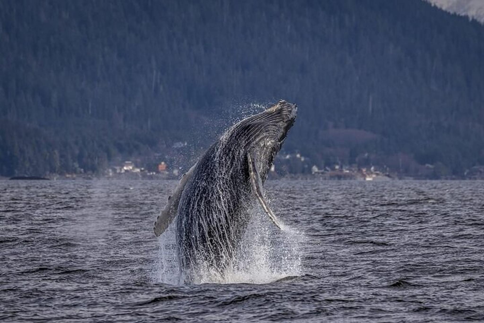 Whale and Wildlife Viewing Tour