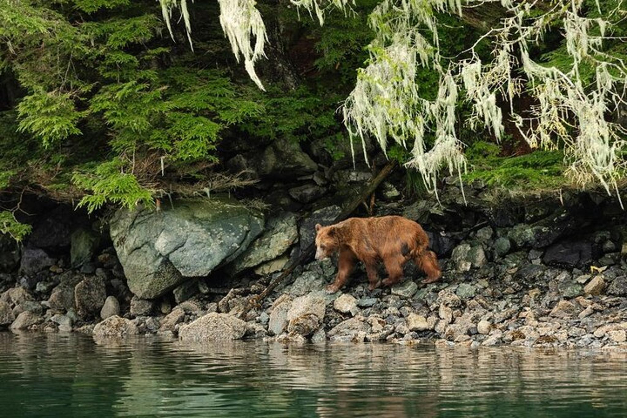 Sitka Whale Watch and Sea Otter Quest - Image 3