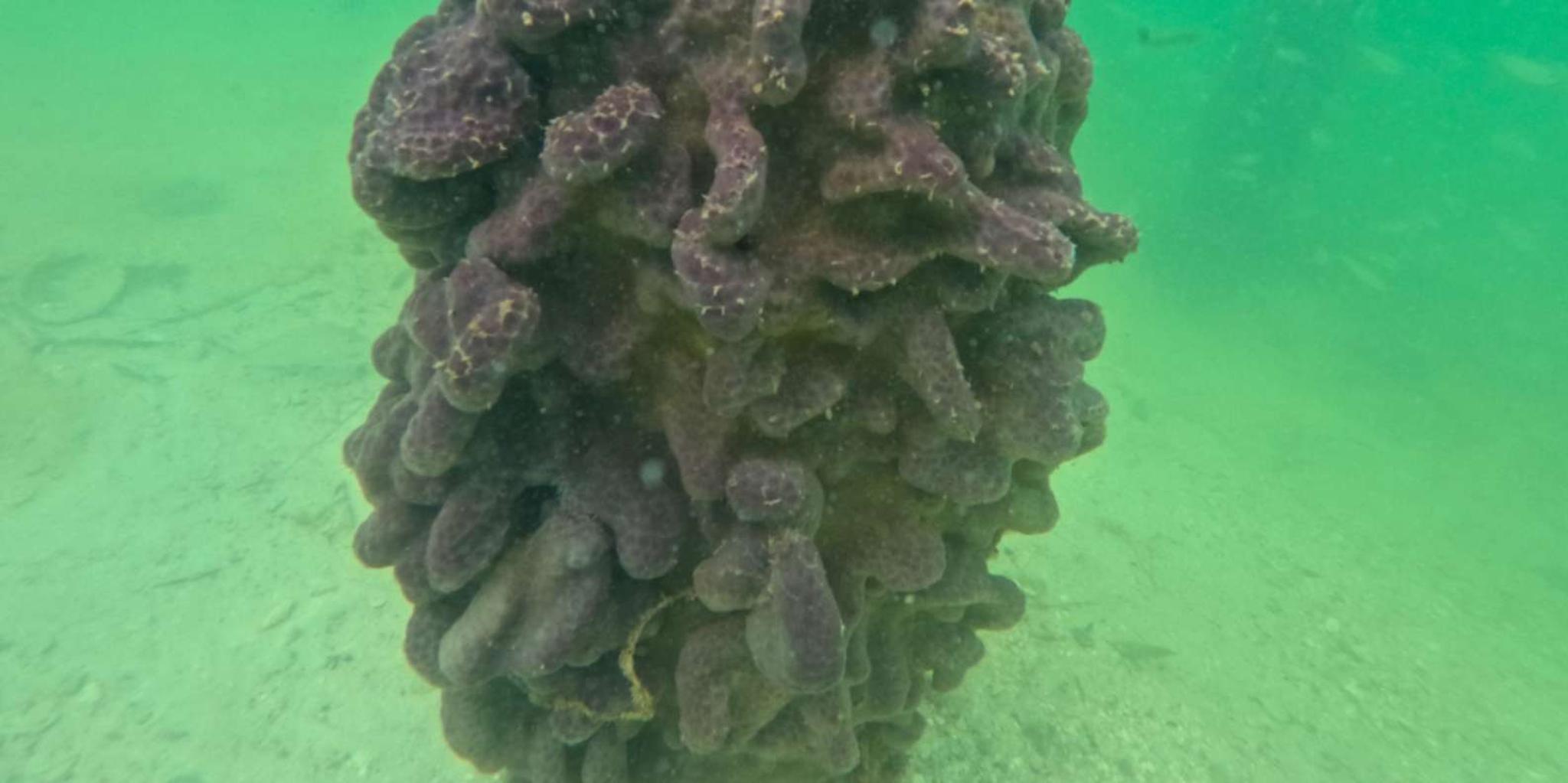 Sarasota Clear Kayak Mangrove Tunnel Tour - Image 4