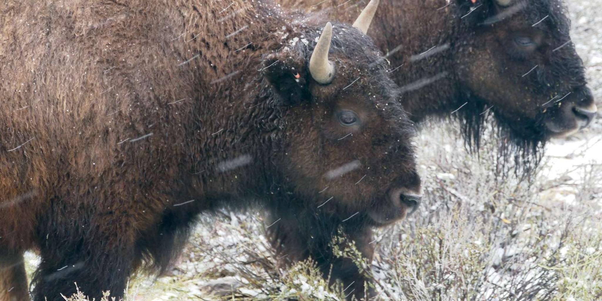 Las Vegas Grand Canyon Ranch Tour with Horseback Ride - Image 5