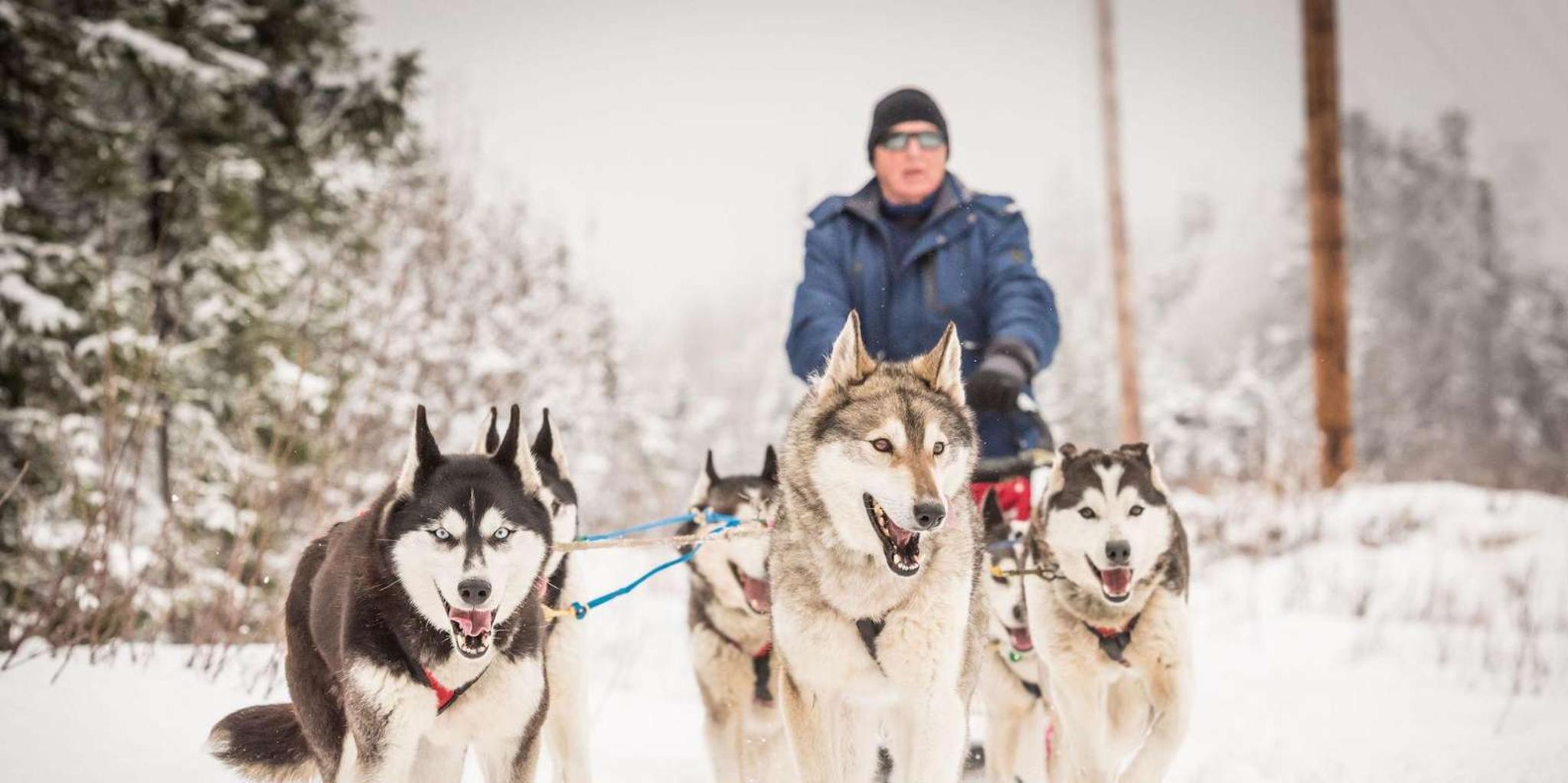 Fairbanks Dog Sledding Adventure - Image 3
