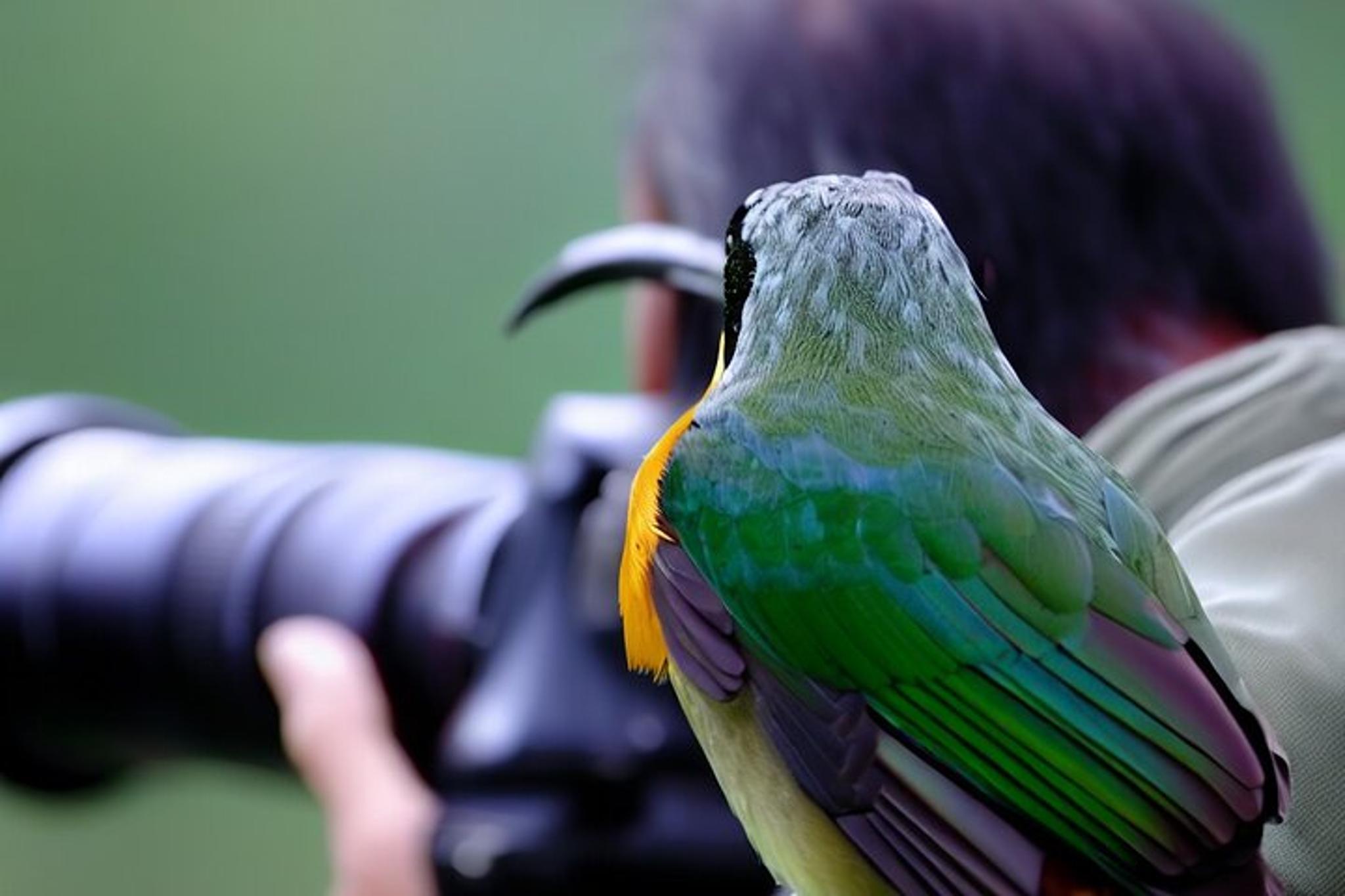 Maui Birdwatching at Maui Bird House - Image 3