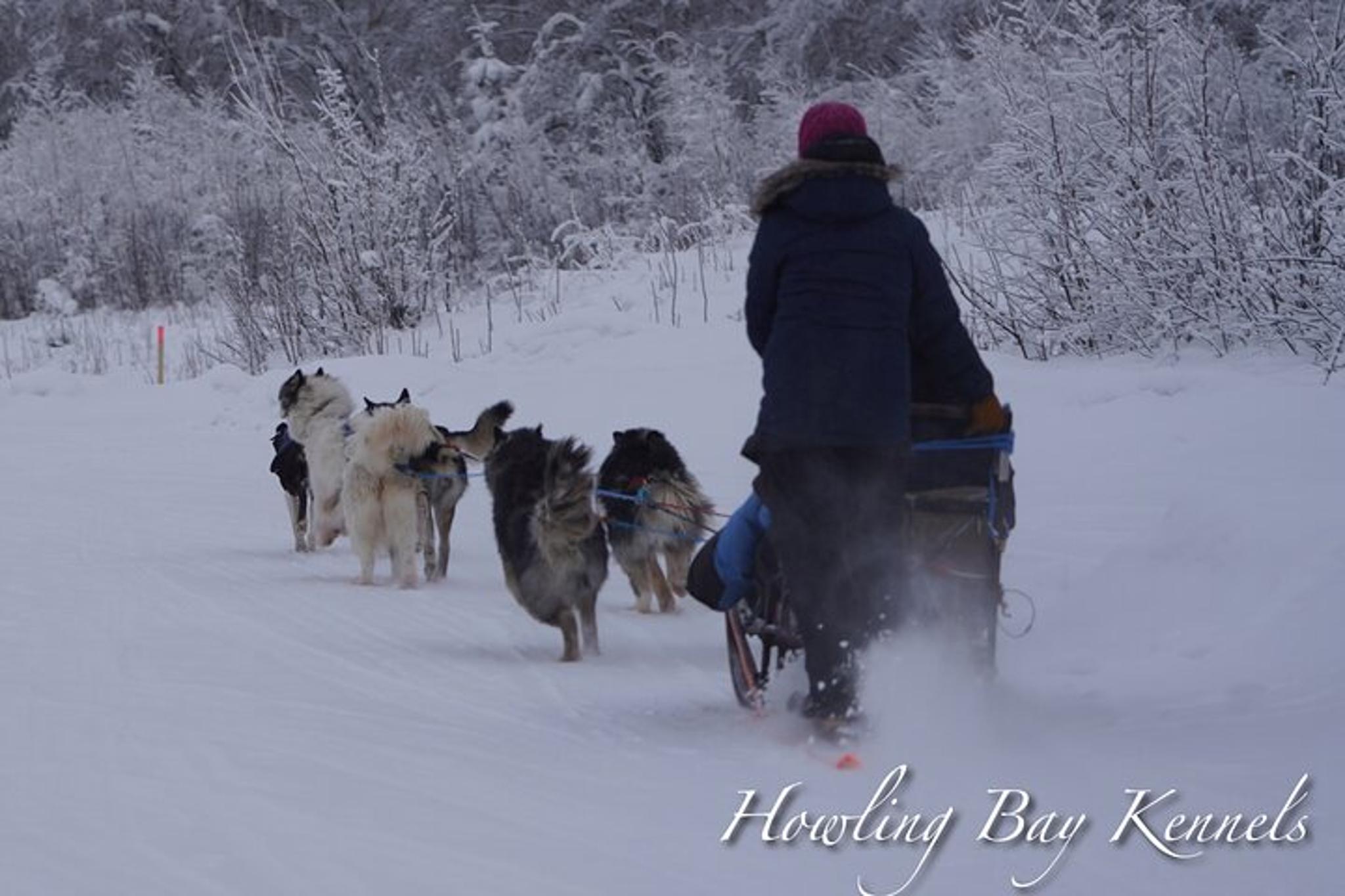 Fairbanks Dogsled Adventure with Homestead Tour - Image 3