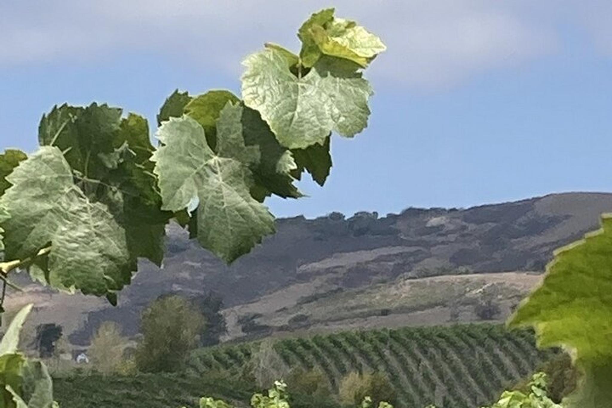 Santa Ynez Valley Wine Tour - Image 6
