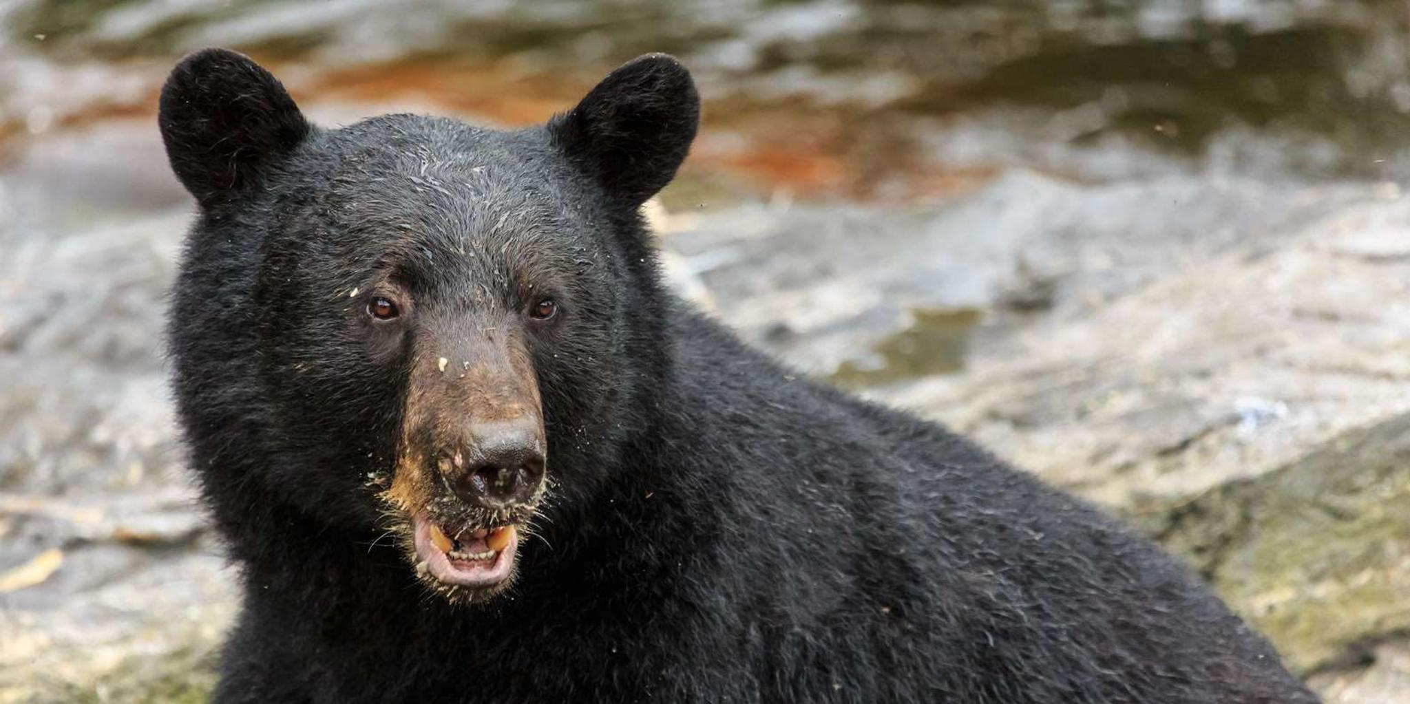 Ketchikan Black Bear Viewing Tour by Land & Sea 5 hr - Image 5