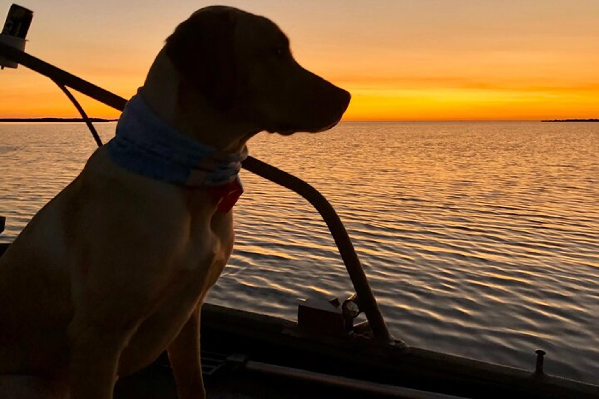 Port Aransas Dolphin Watch and Sunset Boat Tour - Image 6