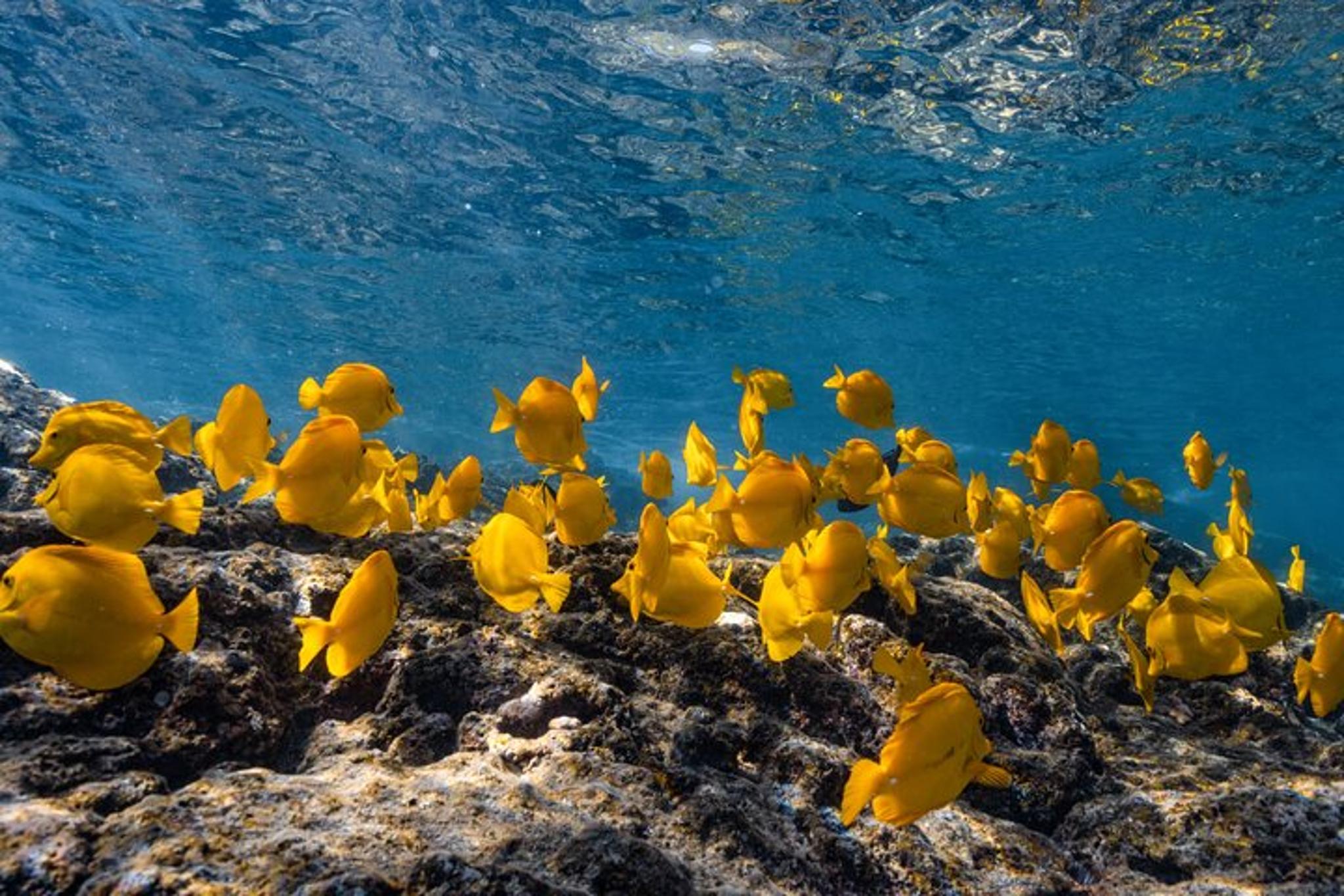 Kealakekua Bay Snorkel and Dolphin Watch - Image 1