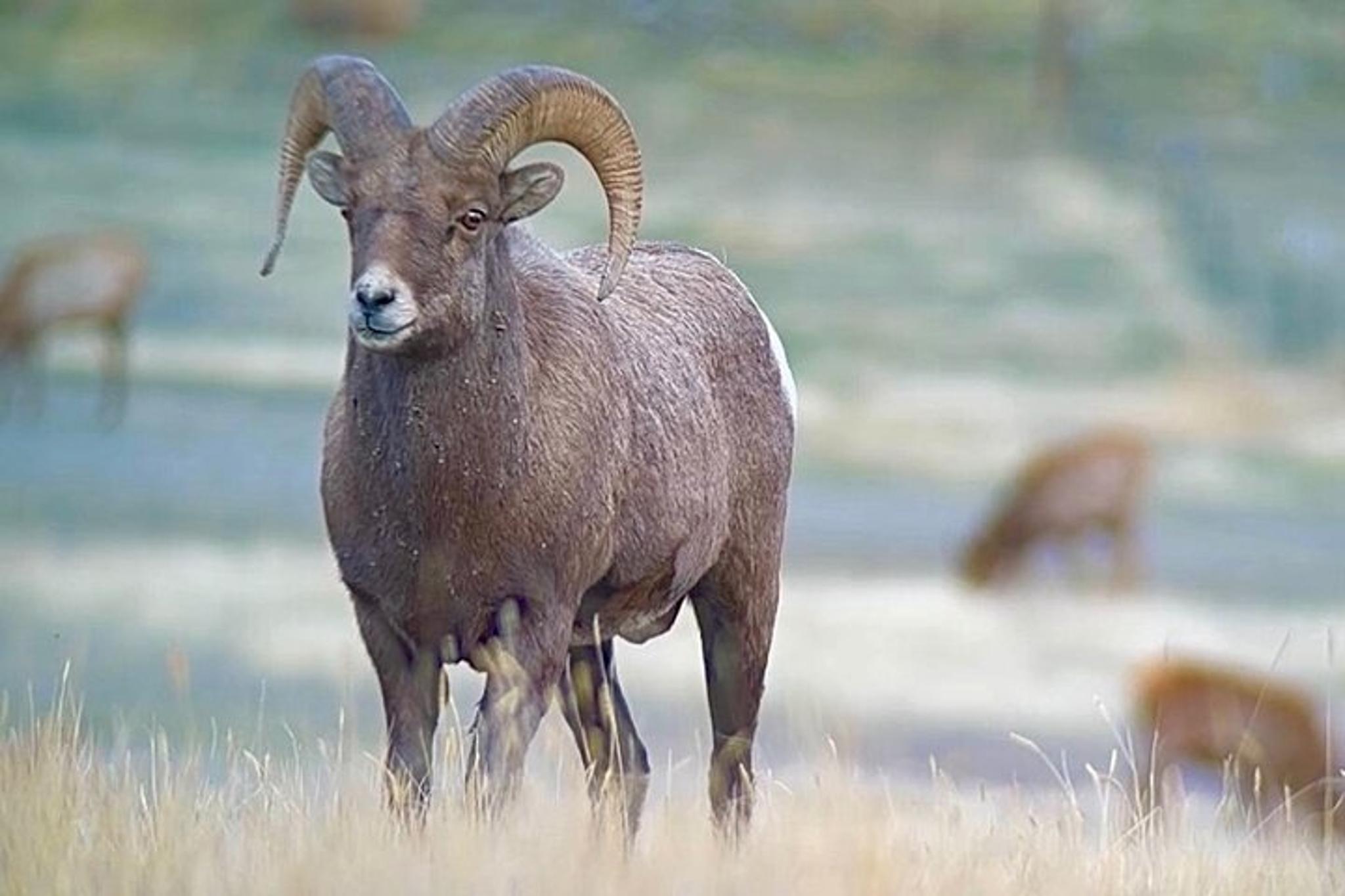 Yellowstone Winter Wildlife and Snowshoe Tour - Image 5