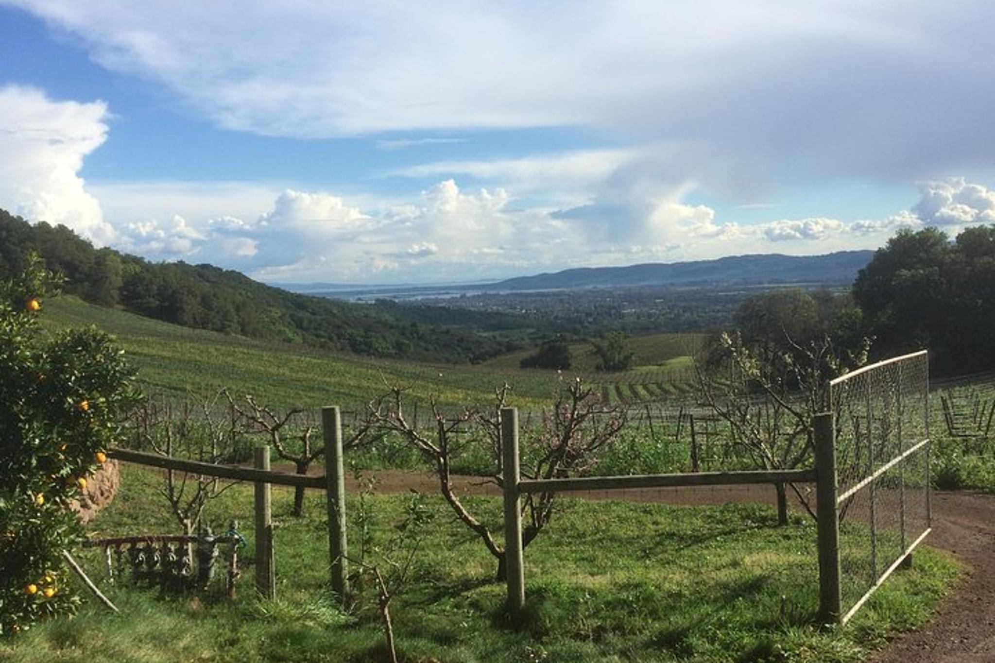 San Francisco Wine Tour to Sonoma 8 hr - Image 4