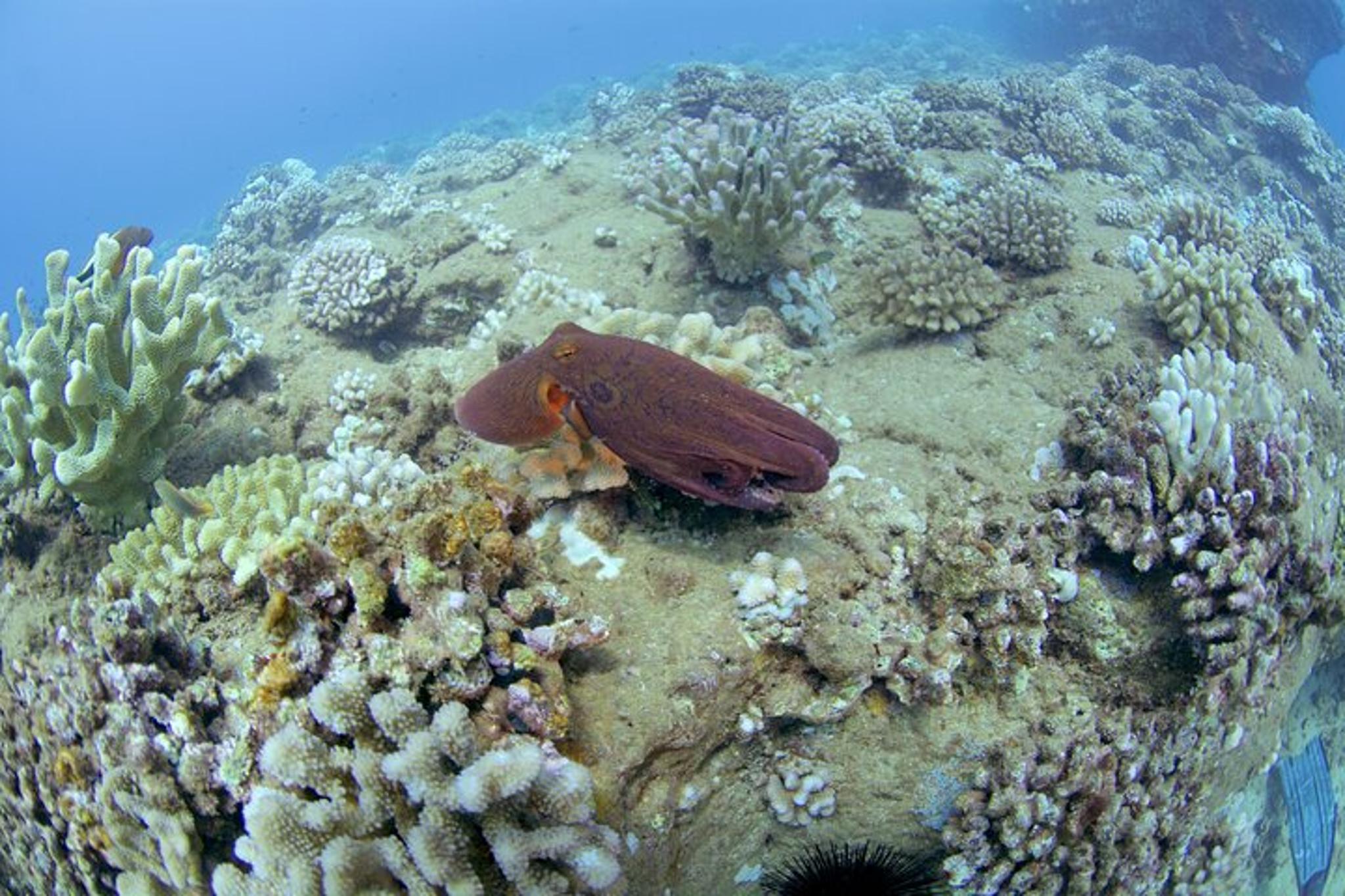 Kaua’i Scuba Dive at Mana Crack Full Day - Image 2