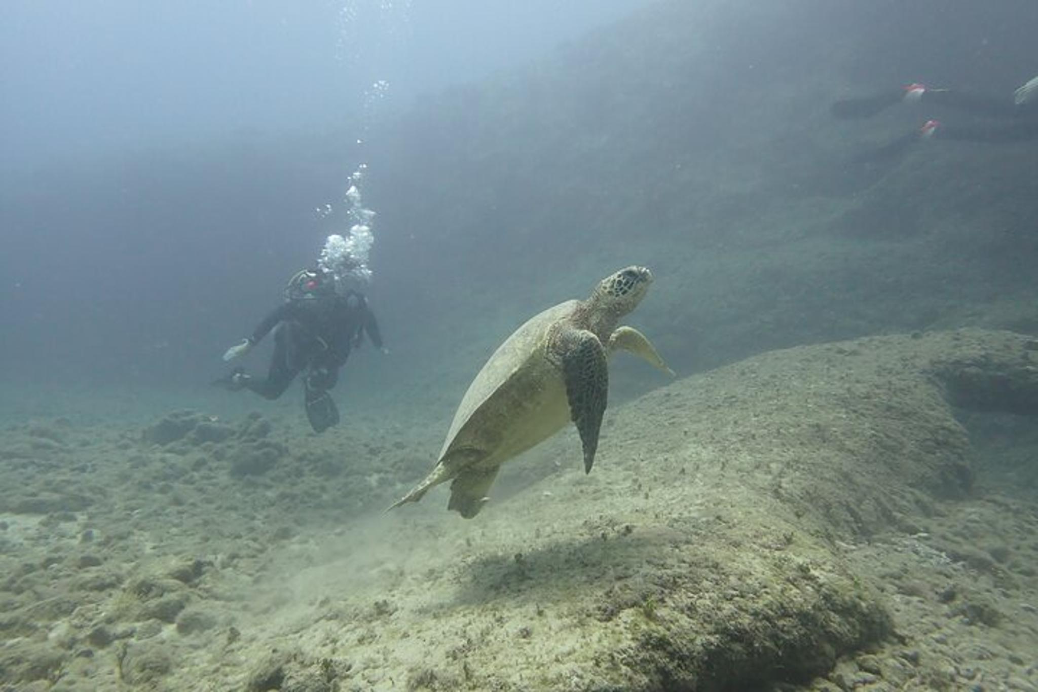 Honolulu Open Water Scuba Certification - Image 5