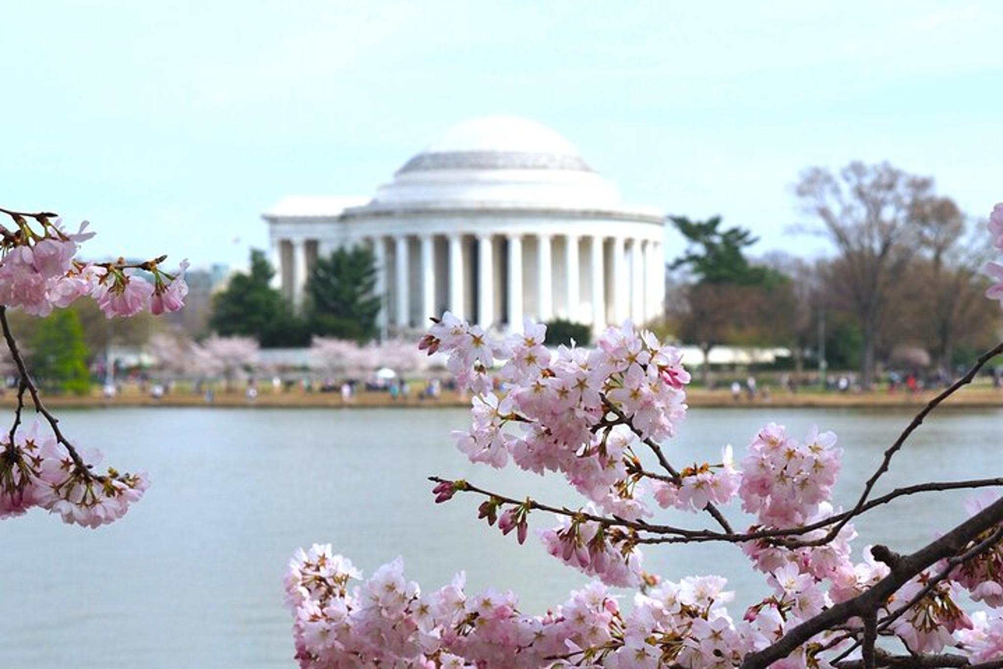 Washington DC Monuments and Cherry Blossom Tour - Image 2
