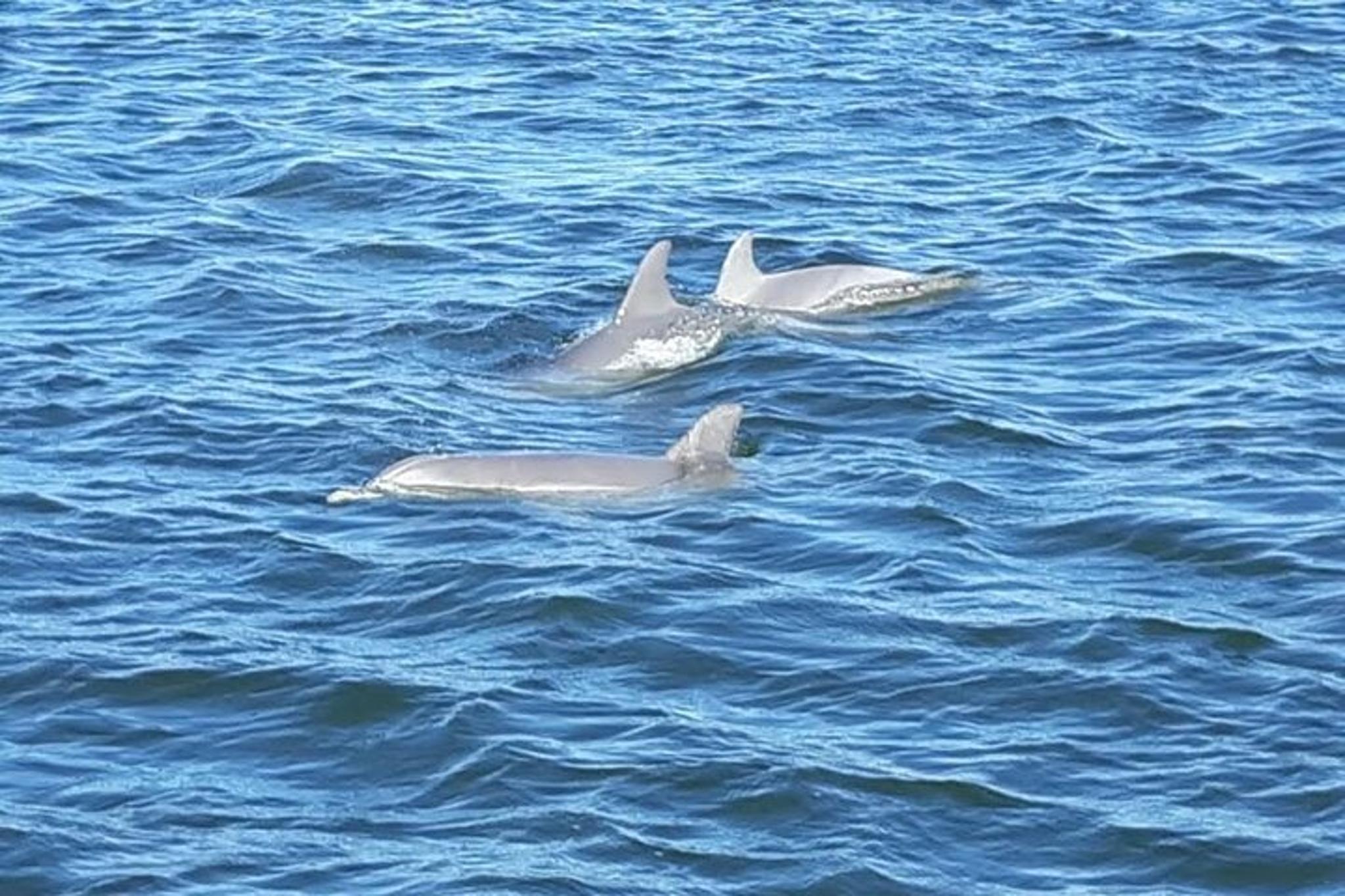 Orange Beach Dolphin Eco Boat Tour 90 Min - Image 3