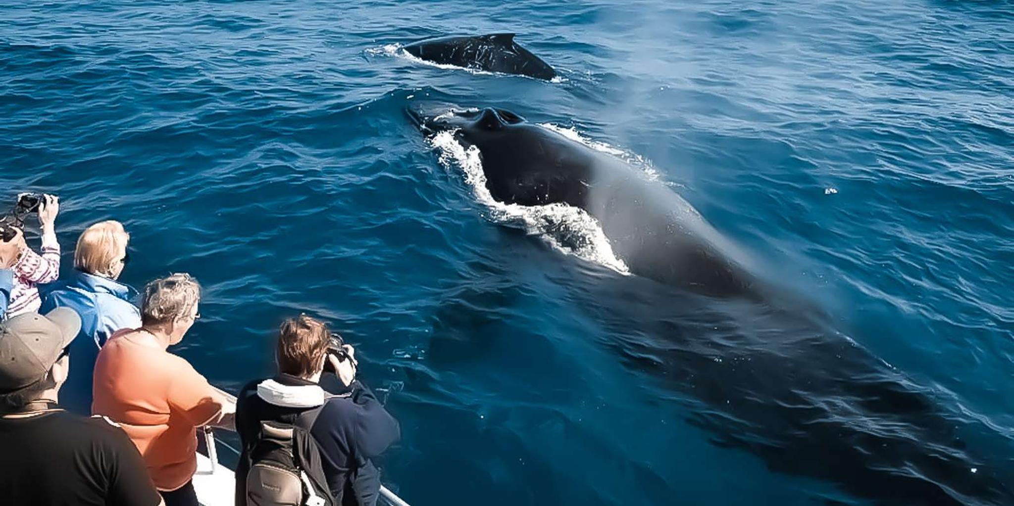 Kona Whale Watching Tour Midday 2 hr