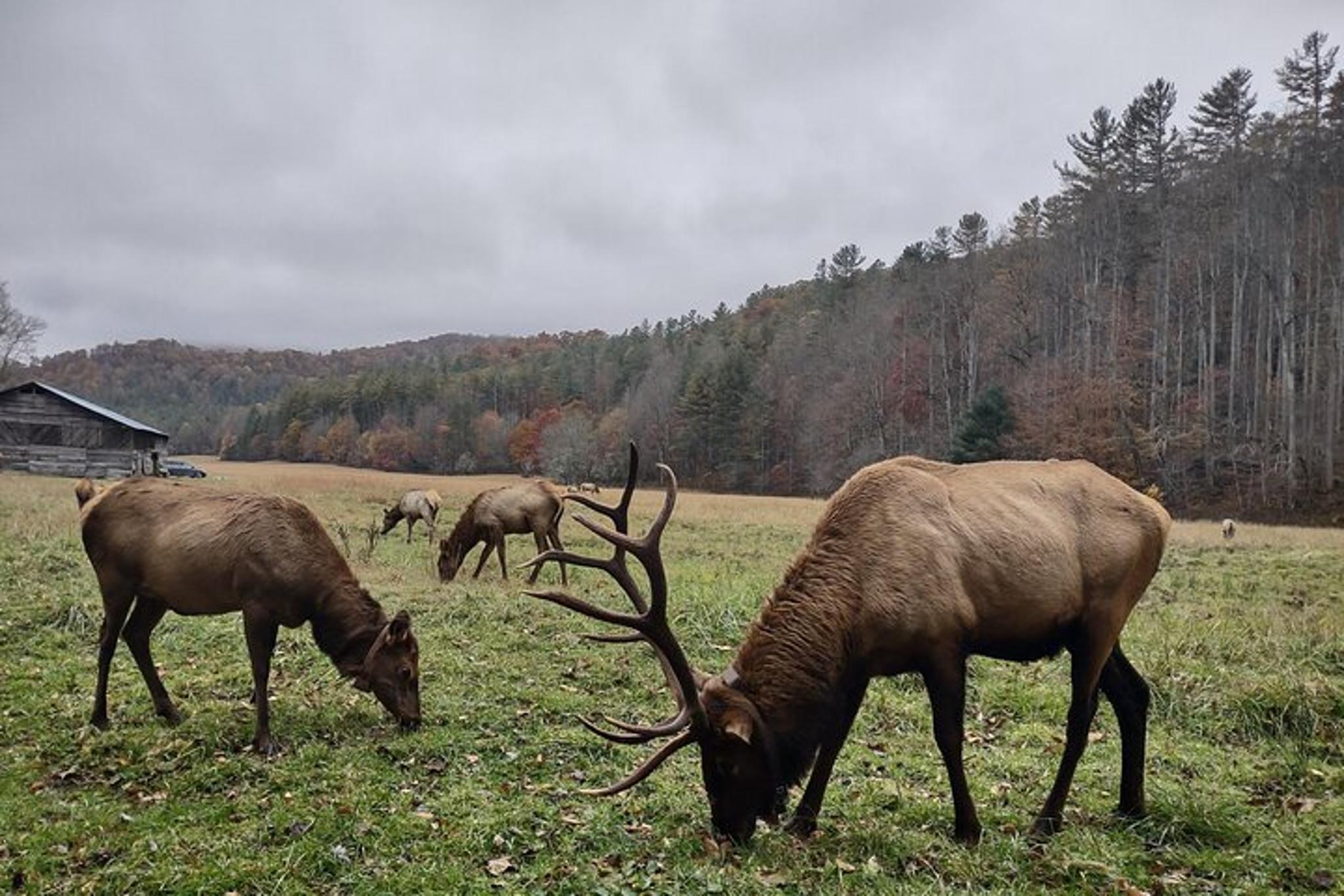 Elk Wilderness UTV Adventure in the Smokies 3 hr - Image 1