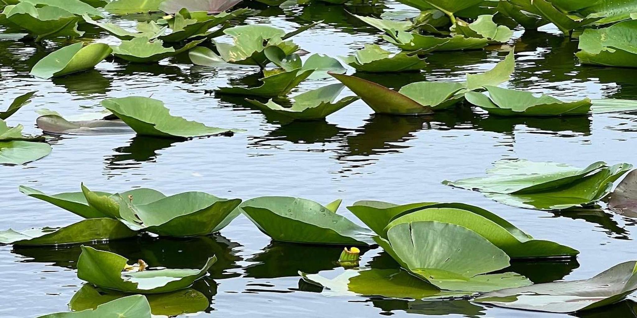 Miami Everglades Airboat Tour with Transportation - Image 5