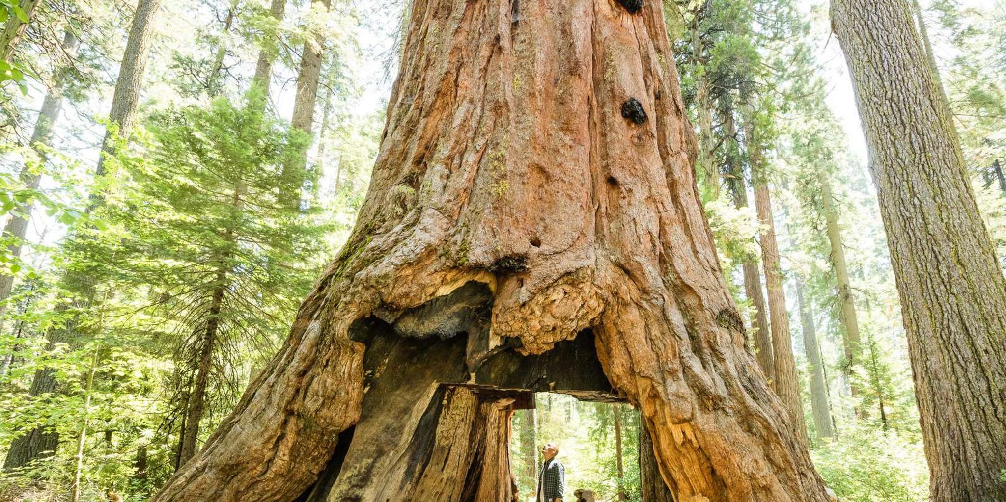 Yosemite National Park Day Trip from Lake Tahoe - Image 4