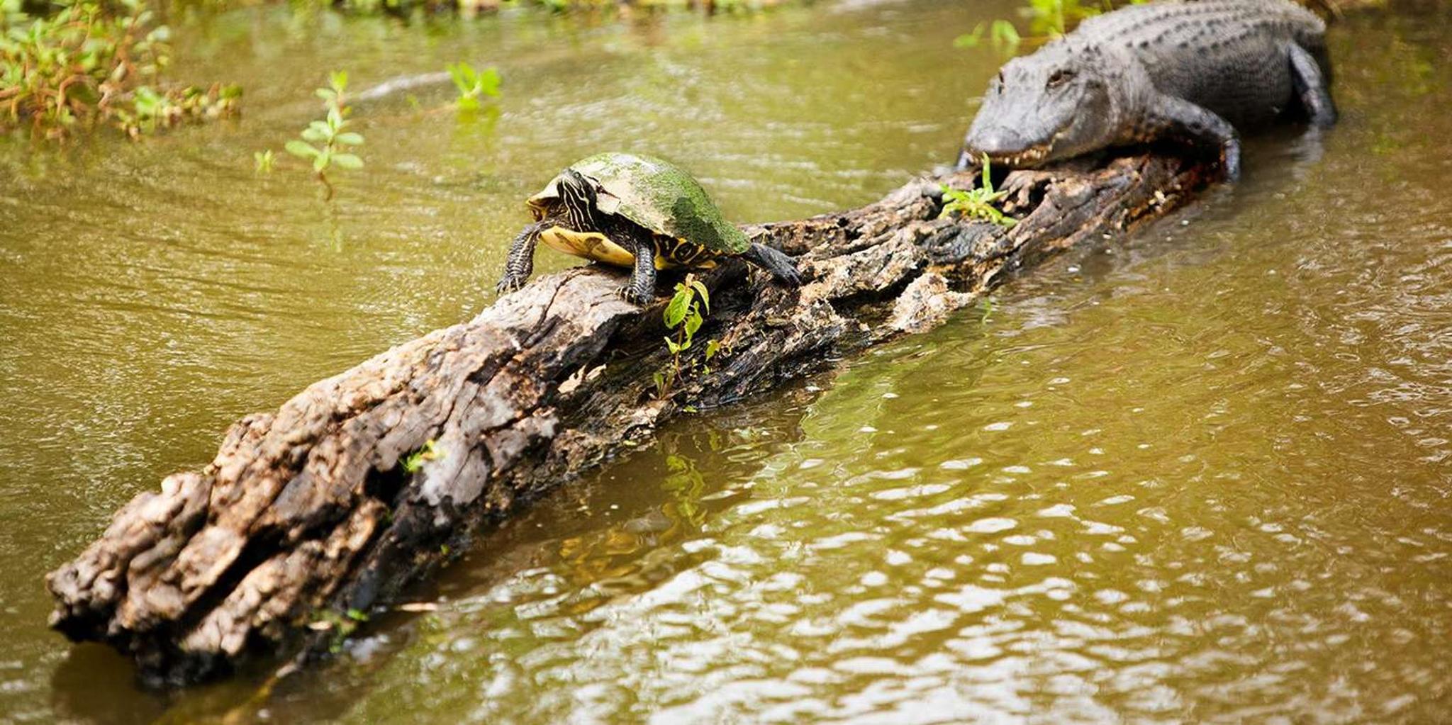 New Orleans Swamp and Bayou Alligator Tour - Image 4