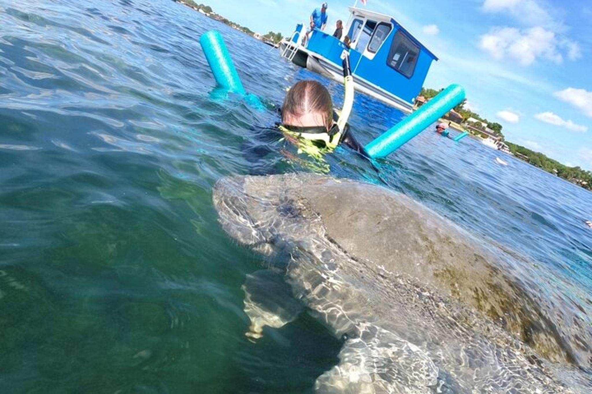 Crystal River Manatee Snorkel Tour with Guide - Image 4