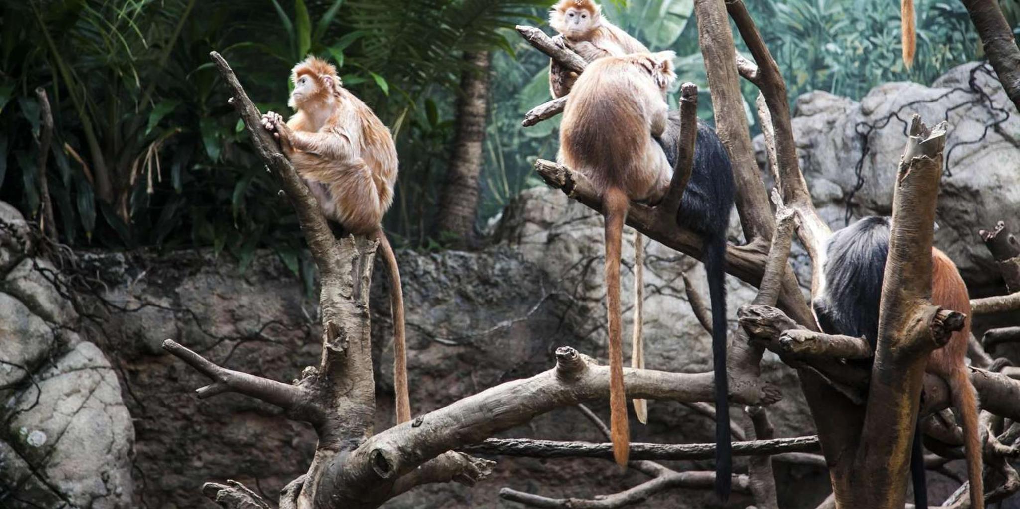 New York Bronx Zoo Tour with Private Transfers - Image 4