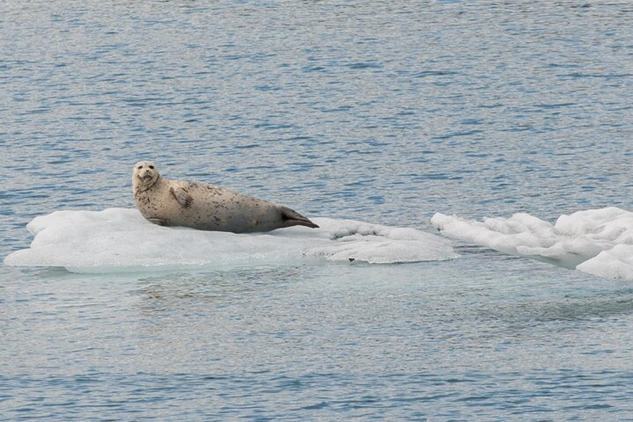 Anchorage Glacier Quest Cruise Self-Drive - Image 4