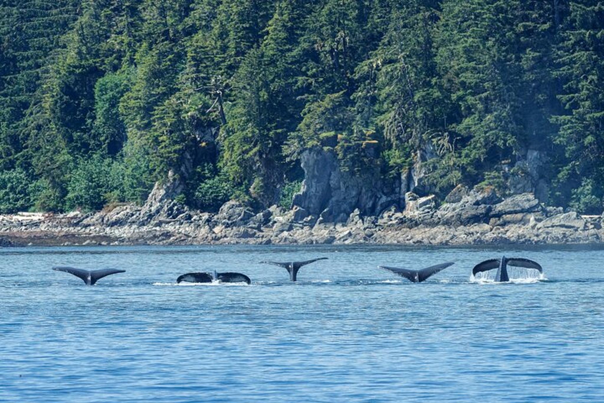 Sitka Dinner Cruise and Eco Tour - Image 6
