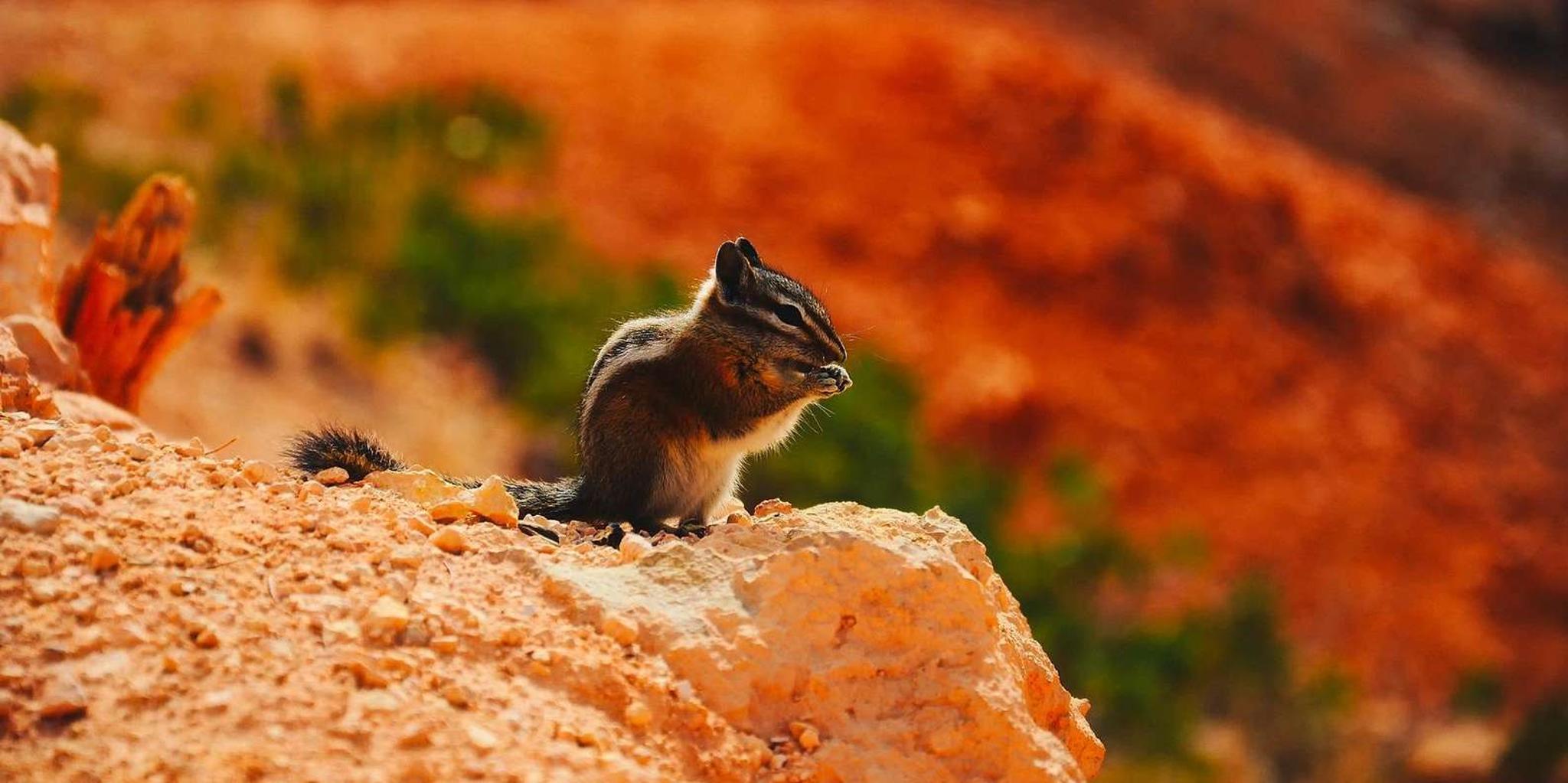 Las Vegas Antelope Canyon, Bryce, Zion Tour - Image 3