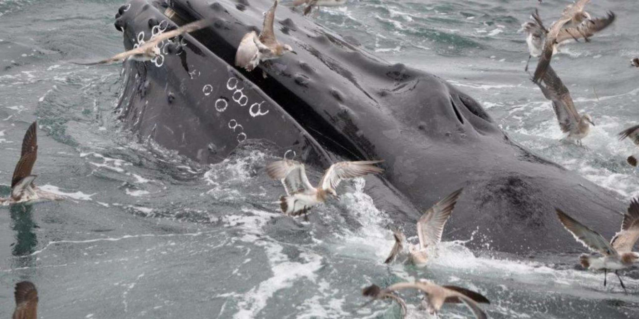 Plymouth Whale Watching Cruise - Image 3