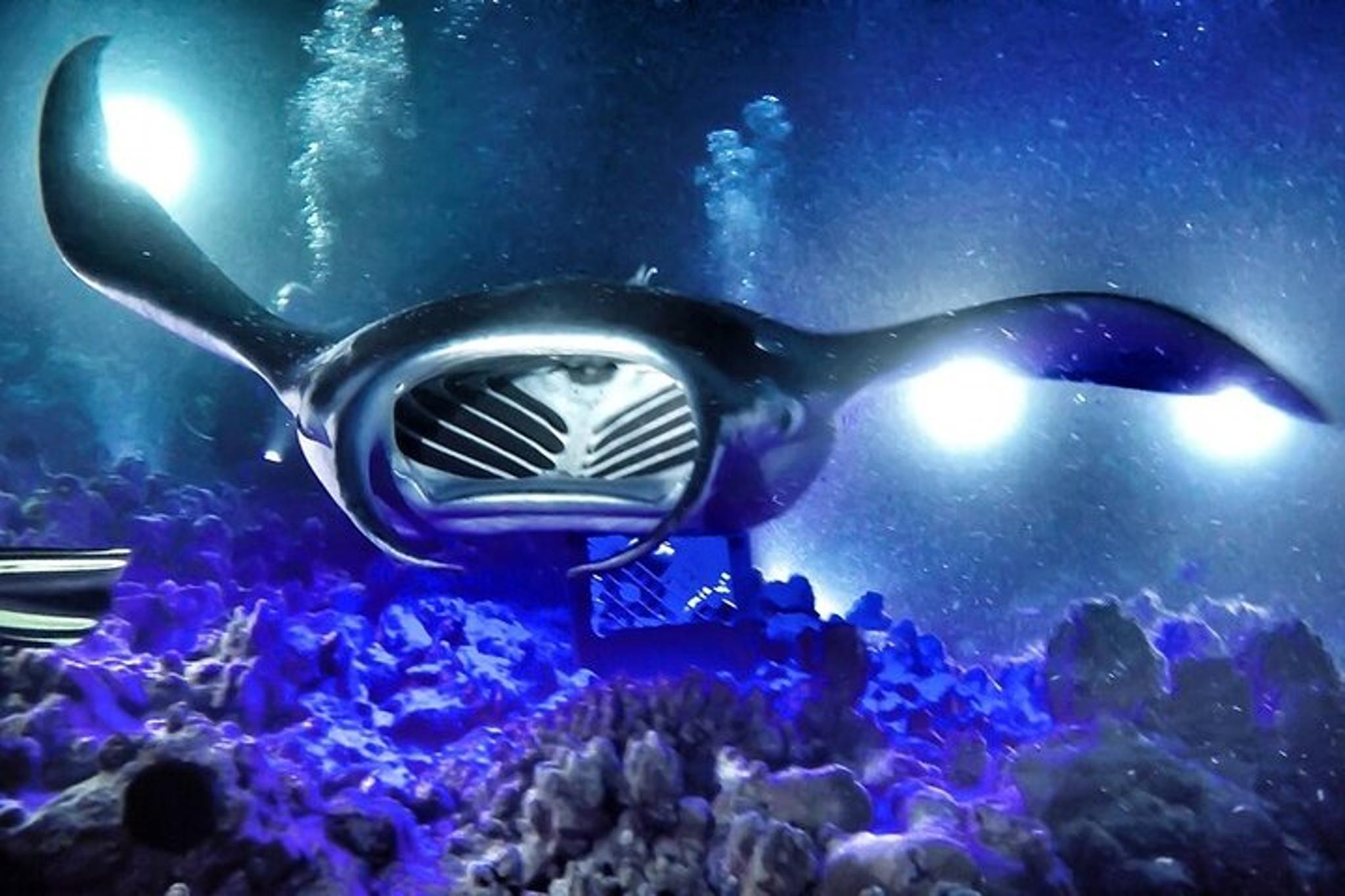 Kona Manta Snorkel at Sunset 90 min - Image 2