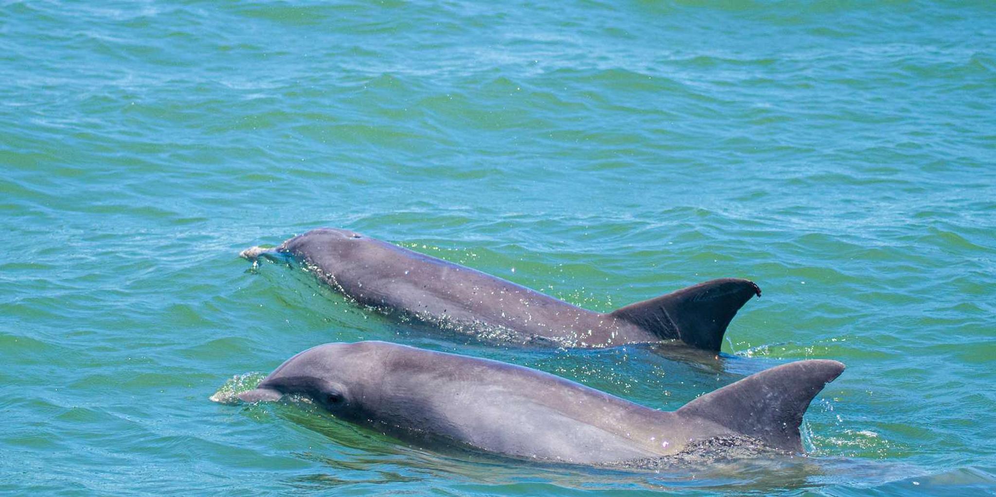 St. Augustine Dolphin & Wildlife Eco Adventure - Image 2