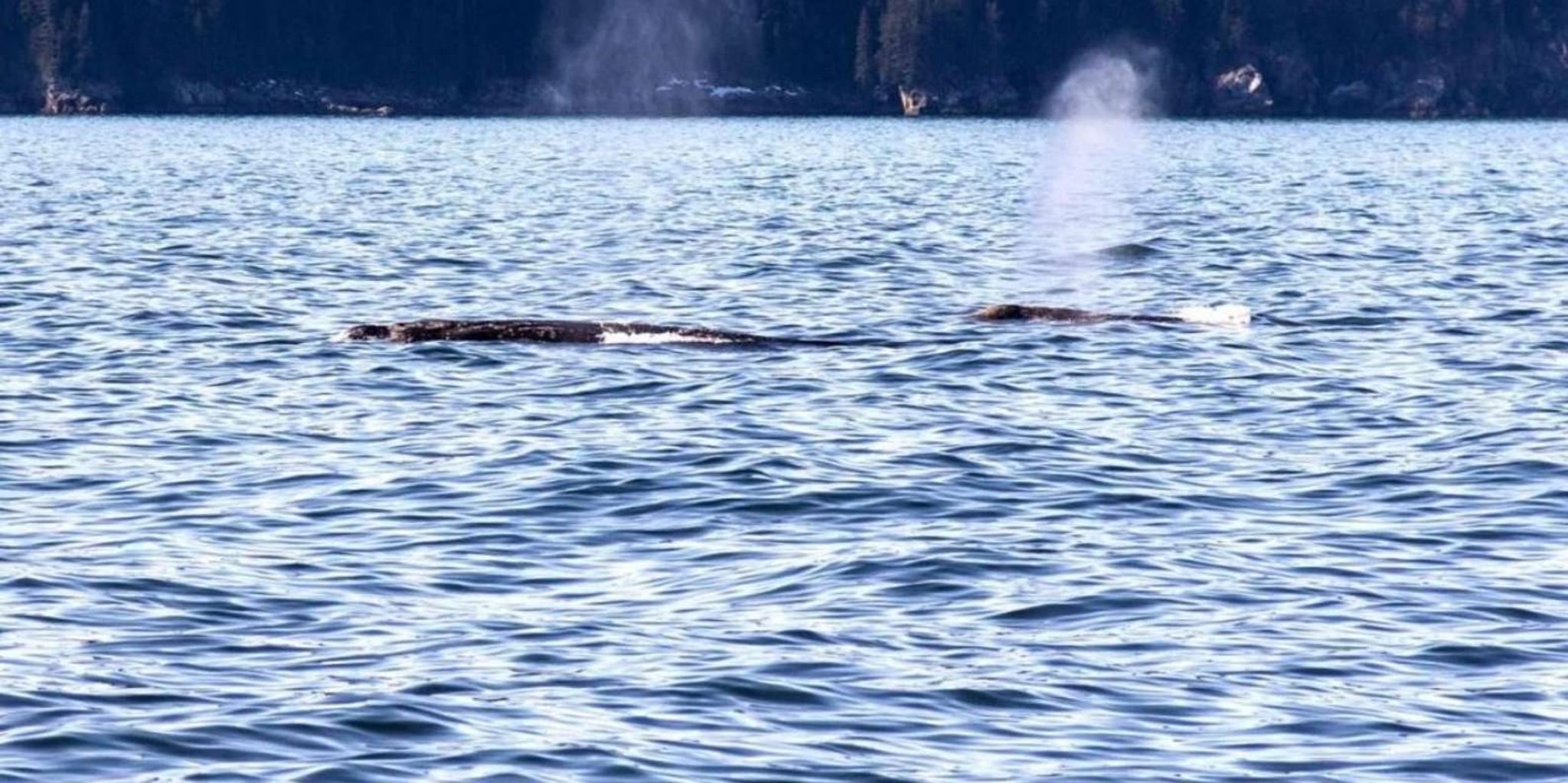 Seward Wildlife Cruise in Spring - Image 6