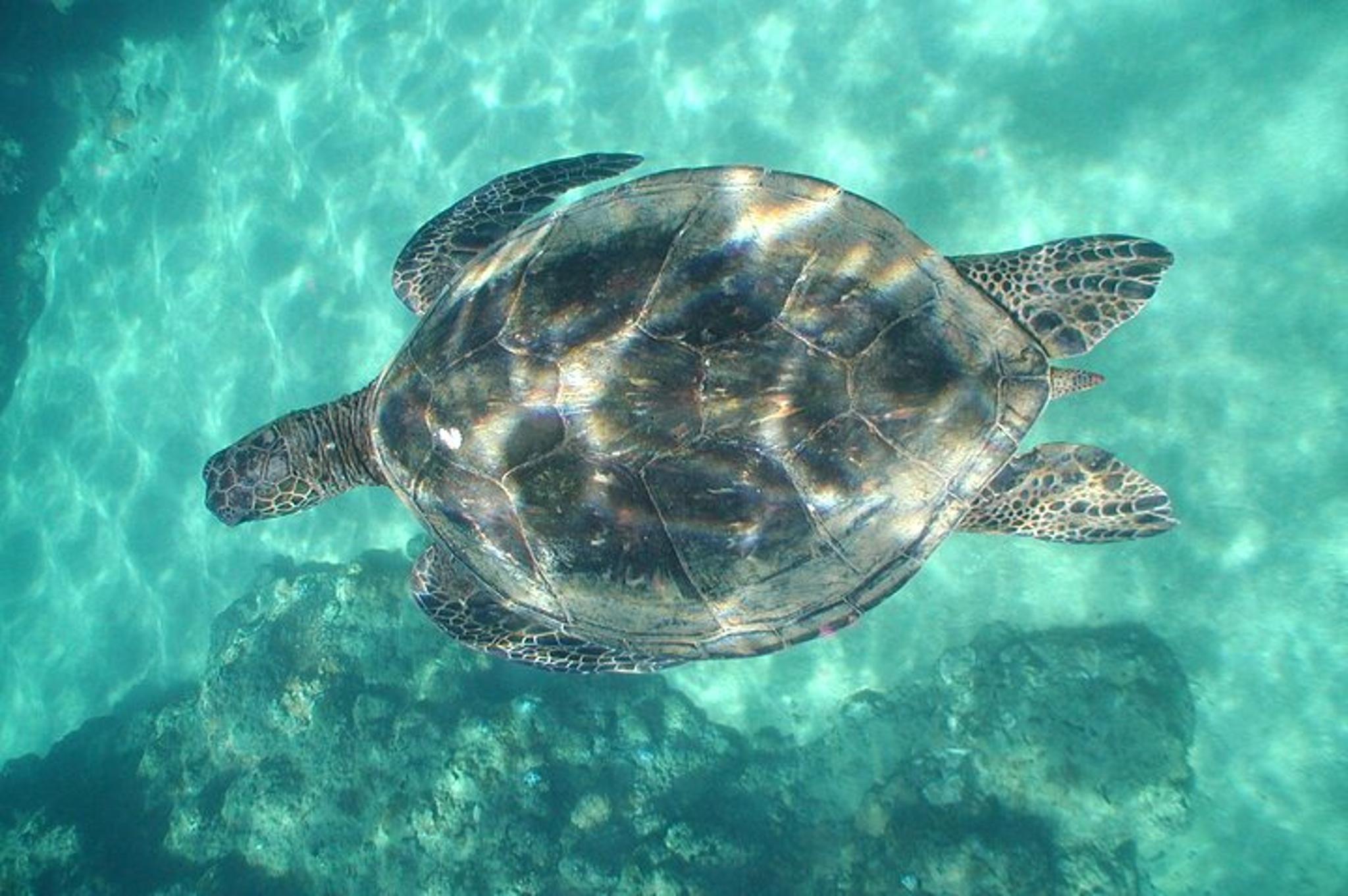 Kauai Snorkeling Adventure 2 hr