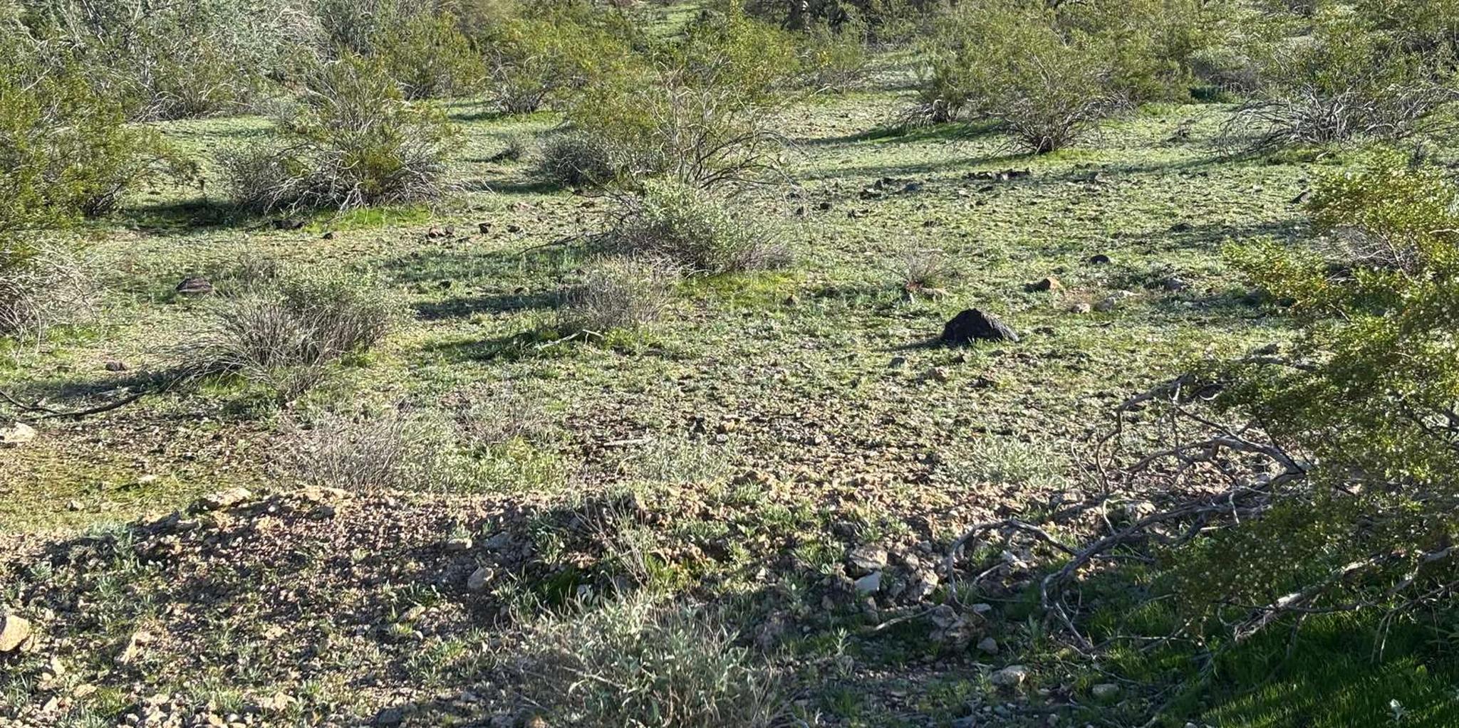 Phoenix Mountain Bike Adventure in Sonoran Desert - Image 4