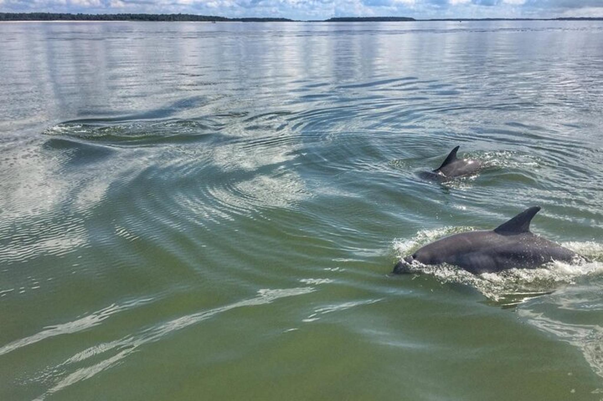Hilton Head Dolphin and Donut Cruise 90 Min - Image 3