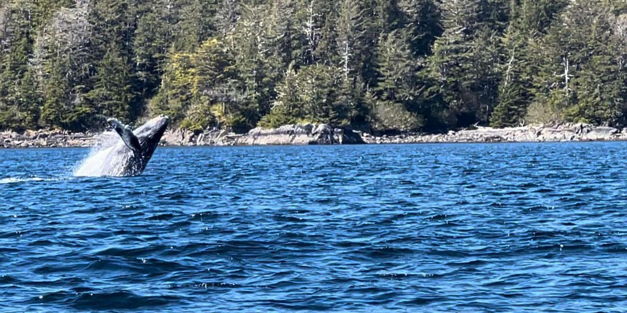 Sitka Wildlife and Whale Watching Tour for 6 - Image 6