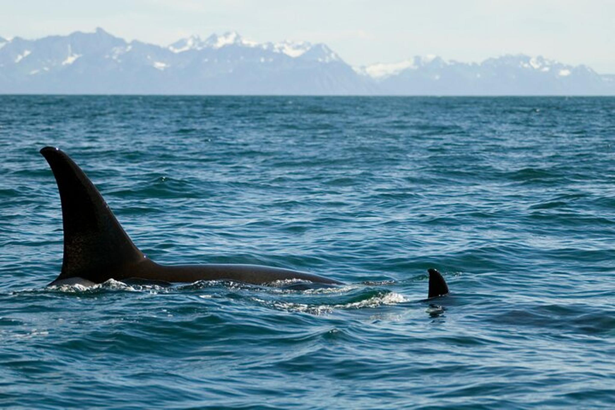 Seward Wildlife and Glacier Cruise - Image 4