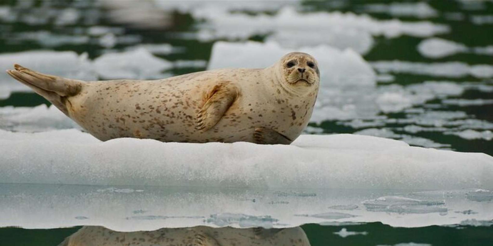 Anchorage Glacier Quest Cruise with Lunch 11 hr - Image 2