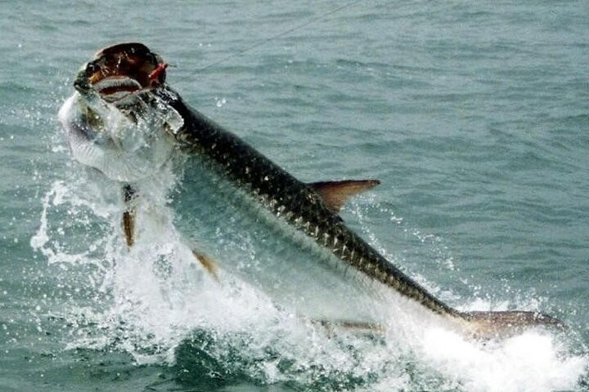 Miami Inshore Fishing Trip 6 hr - Image 3