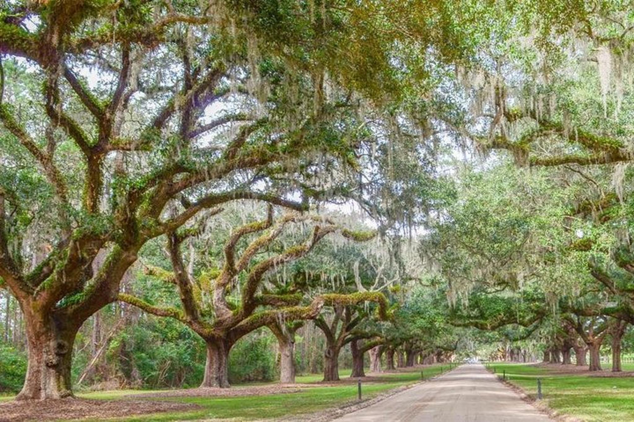 Charleston Plantation Tour at Boone Hall - Image 5