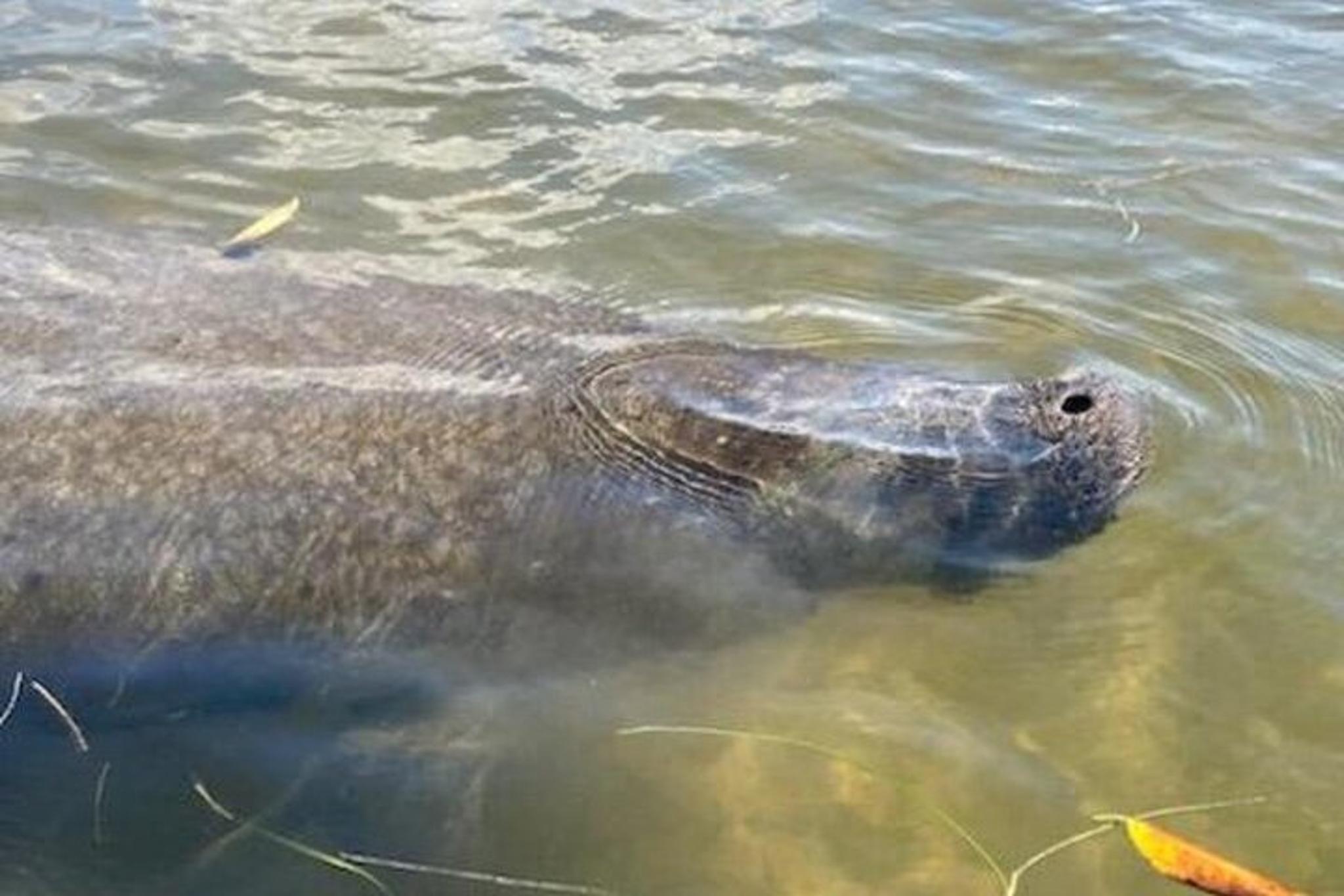 Tarpon Springs Kayaking Tour with Manatees and History - Image 6