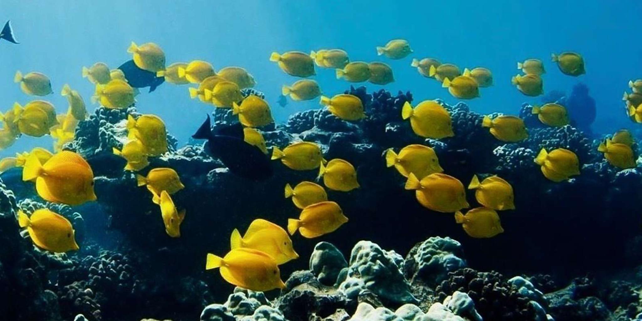 Hilo Snorkel Tour with Sea Turtles and Black Sand Beach - Image 2