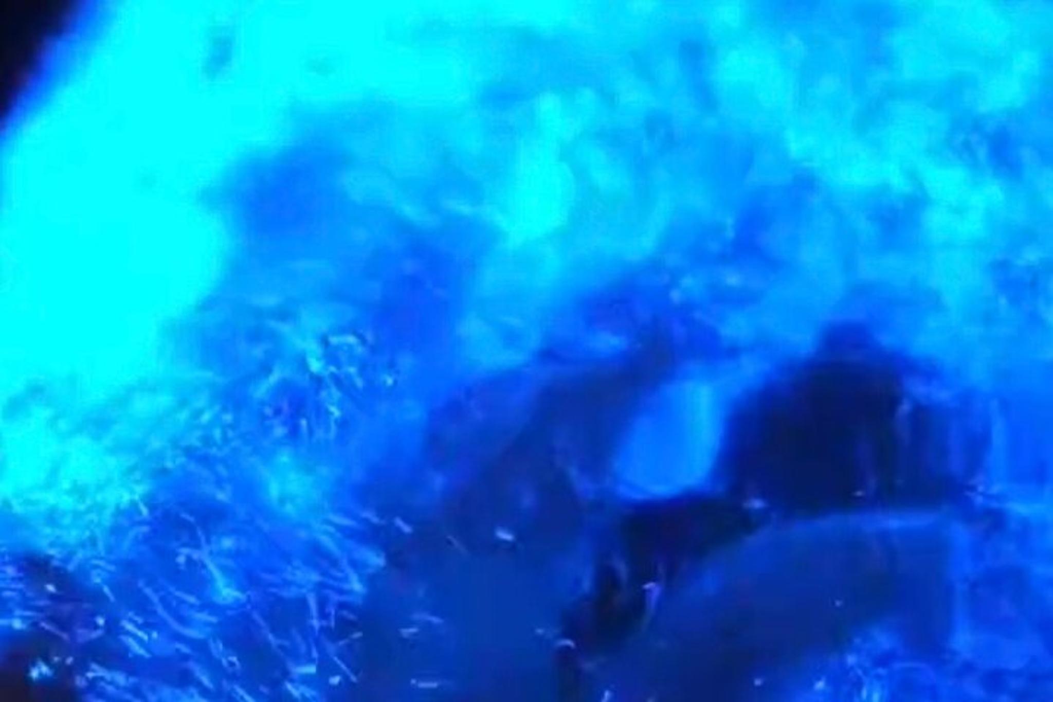 Titusville Bioluminescence Kayaking Tour 90 Min - Image 6