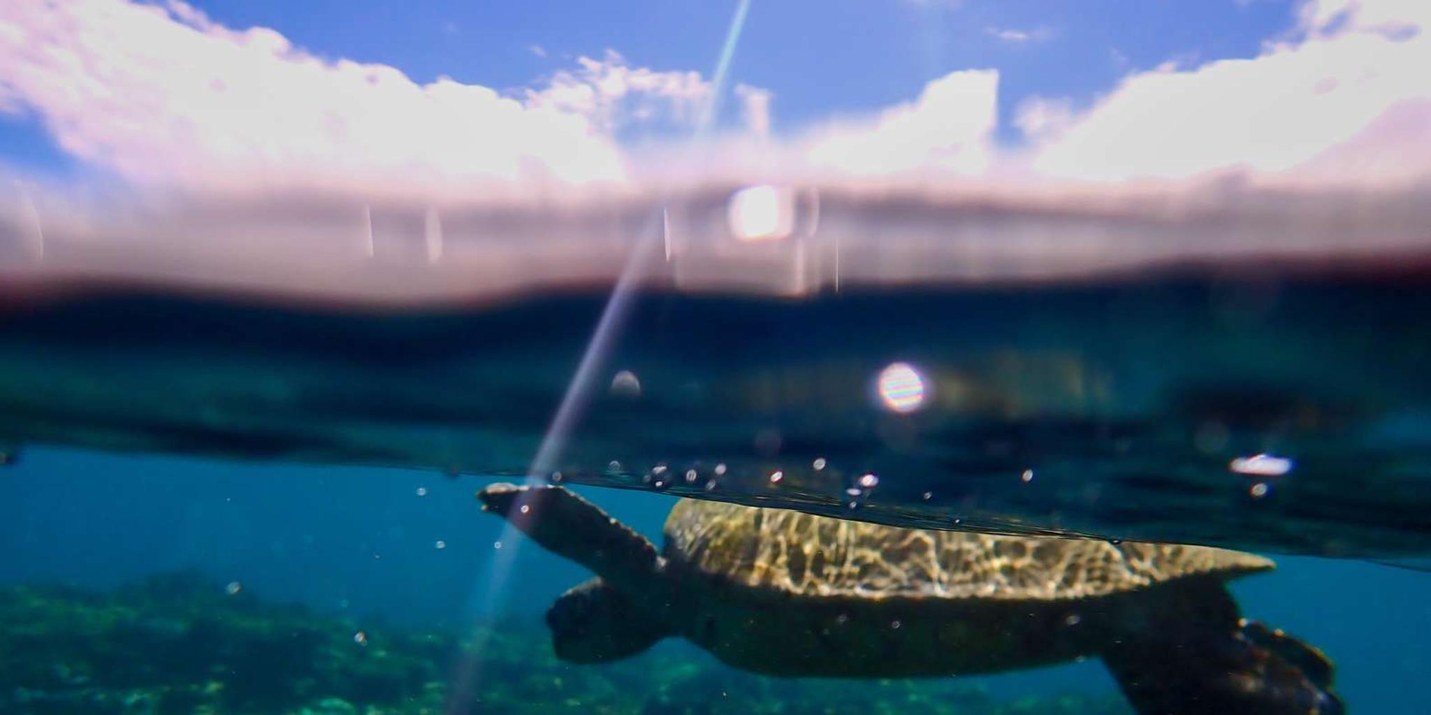 Maui Clear Kayak and Snorkel Tour