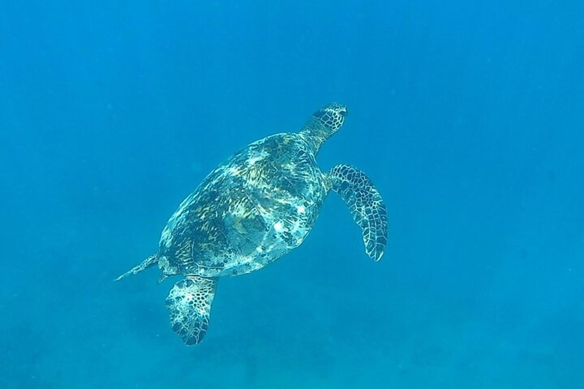 Honolulu Turtle Canyon Snorkel Adventure - Image 5