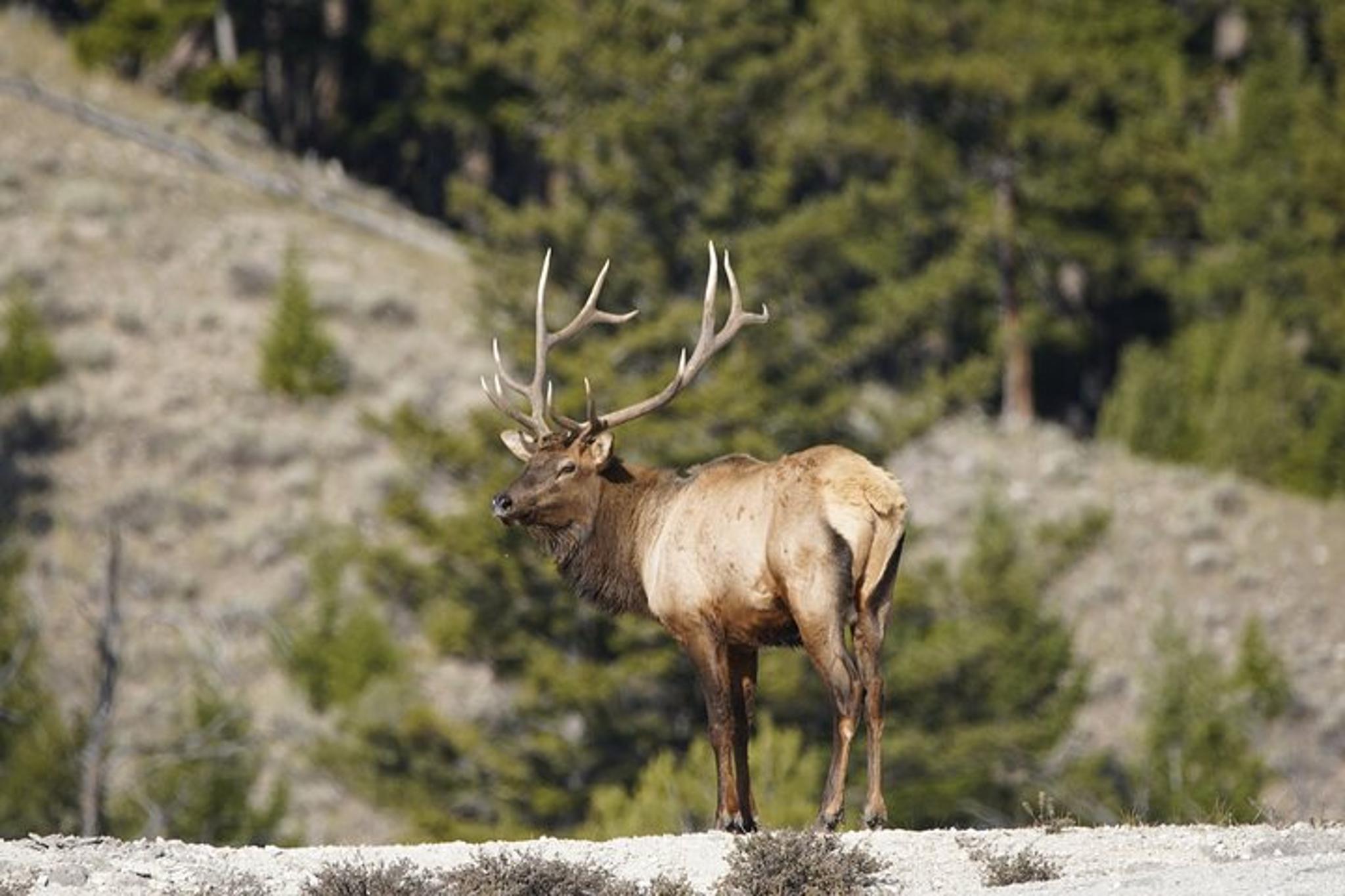 Jackson Yellowstone National Park Guided Tour Full Day - Image 4