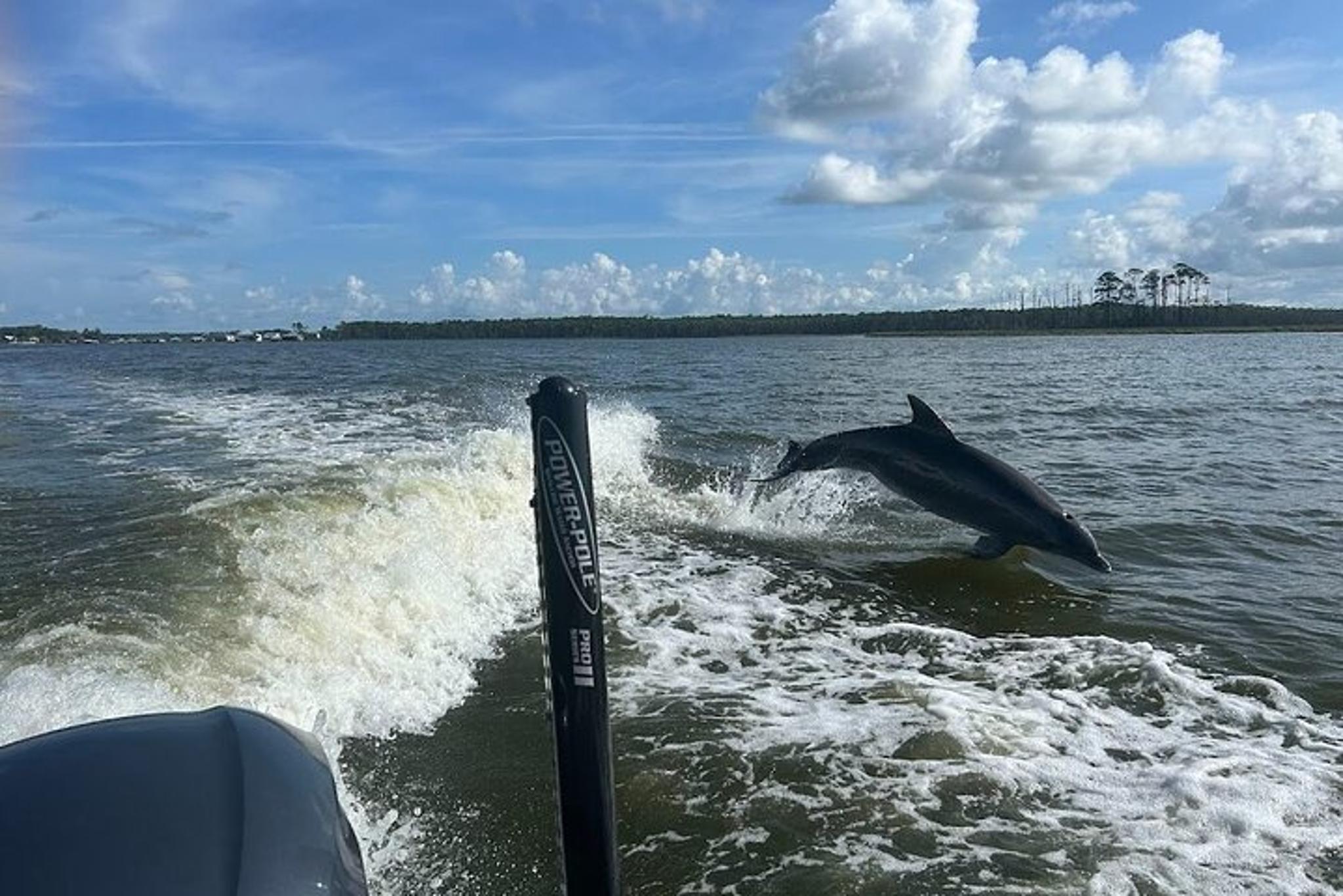 Orange Beach Dolphin Sightseeing Excursion 1 hr - Image 3