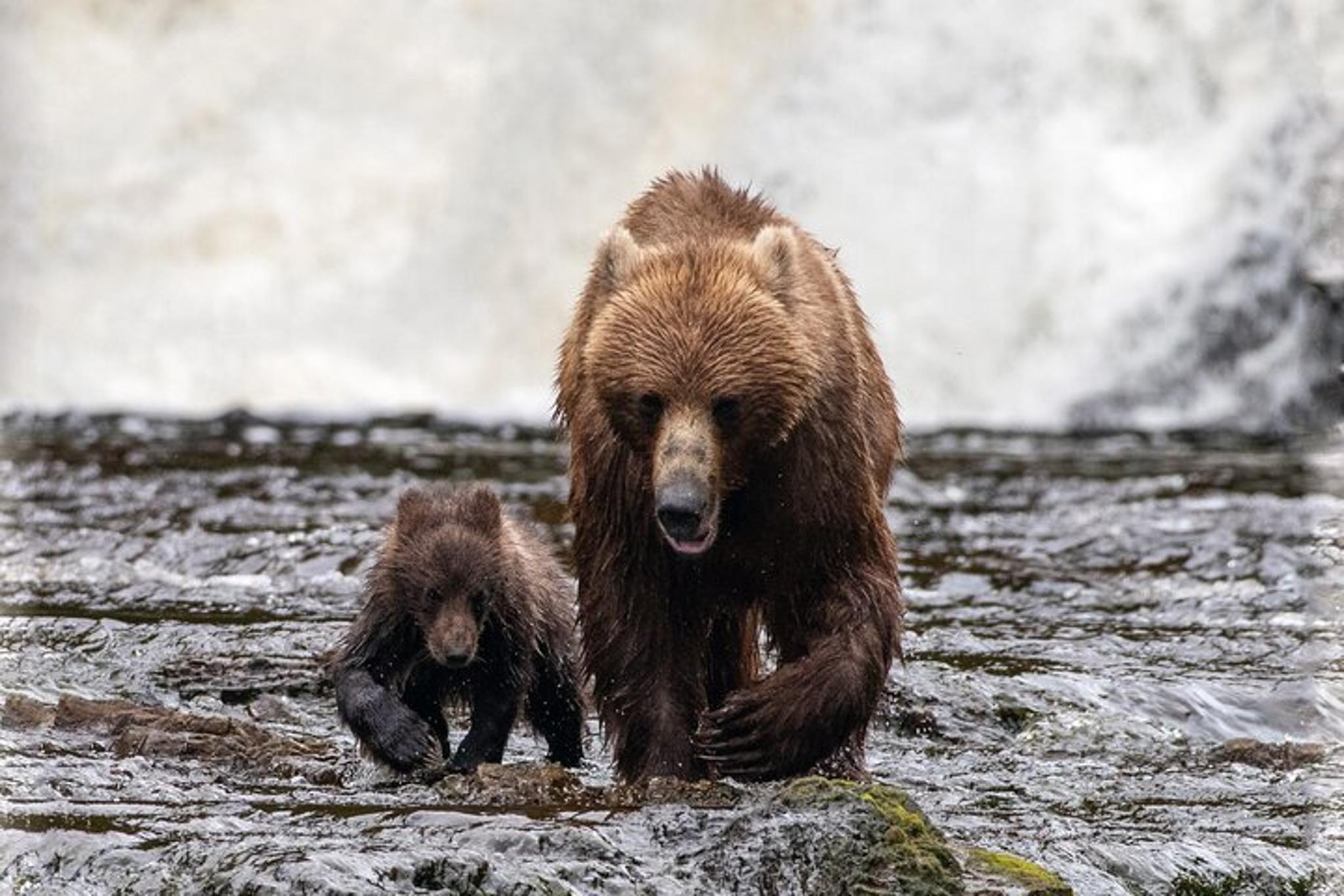 Juneau Bear Viewing Tour at Waterfall Creek - Image 6