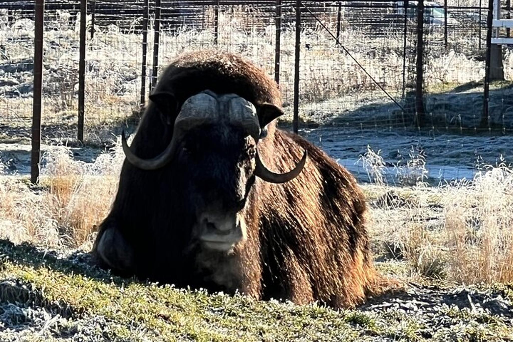 Anchorage Wildlife Sanctuary and Glacier Hike