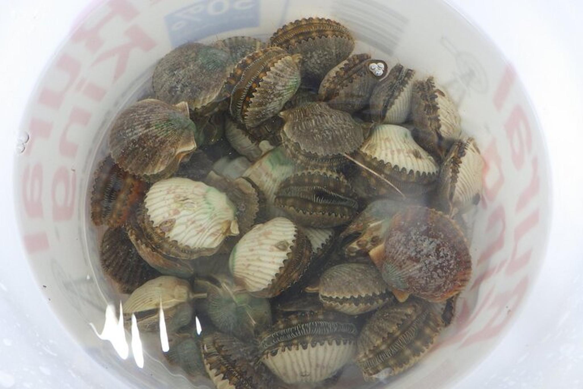 Kings Bay Scallop Tour - Image 3